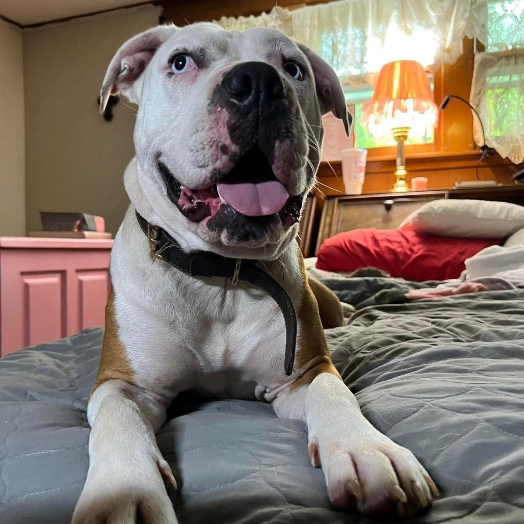 Enlarge Hanna, a Adoptable Pit Bull Terrier in Dallas, TX image 3/3