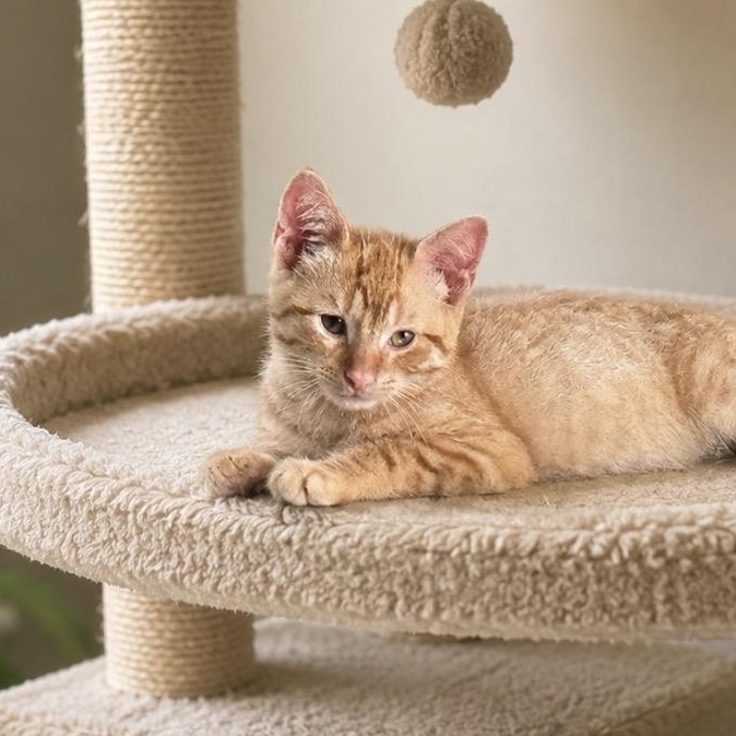 Enlarge Dillon, a Adoptable Tabby in Livonia, MI image 1/3