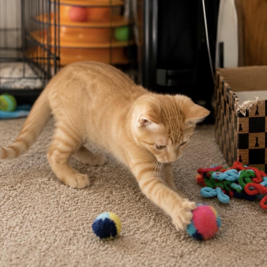 Enlarge Dillon, a Adoptable Tabby in Livonia, MI image 2/3