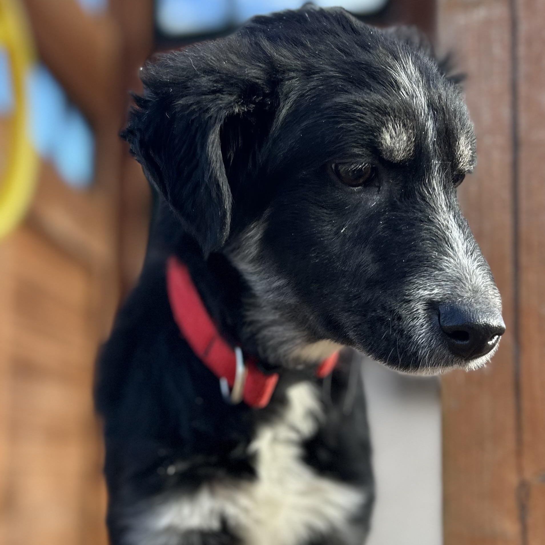 Enlarge Ralphie, a Adoptable mixed breed in Harrisburg, PA image 2/6