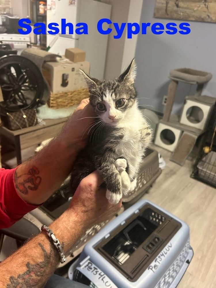 Sasha Cypress, Adoptable, Kitten Female Domestic Short Hair.