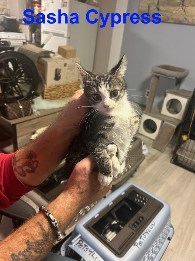 Enlarge Sasha Cypress, a Adoptable mixed breed in Westbury, NY image 2/2