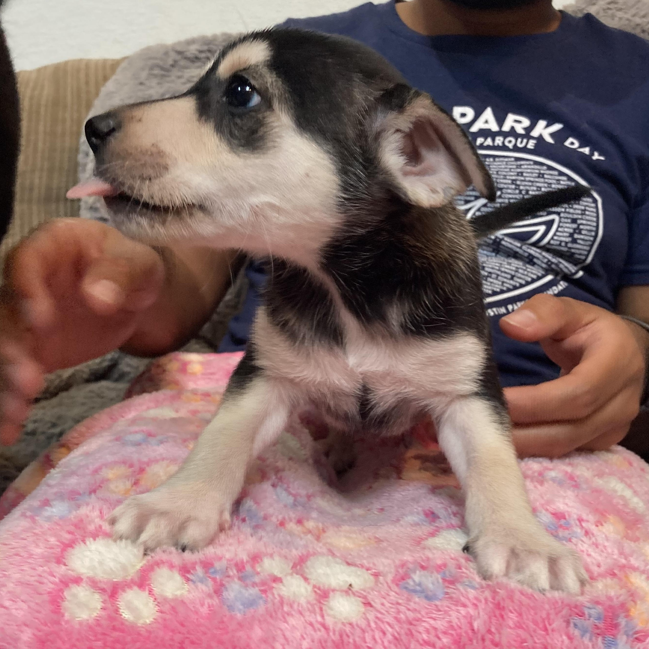 Buzz — thumbnail 6