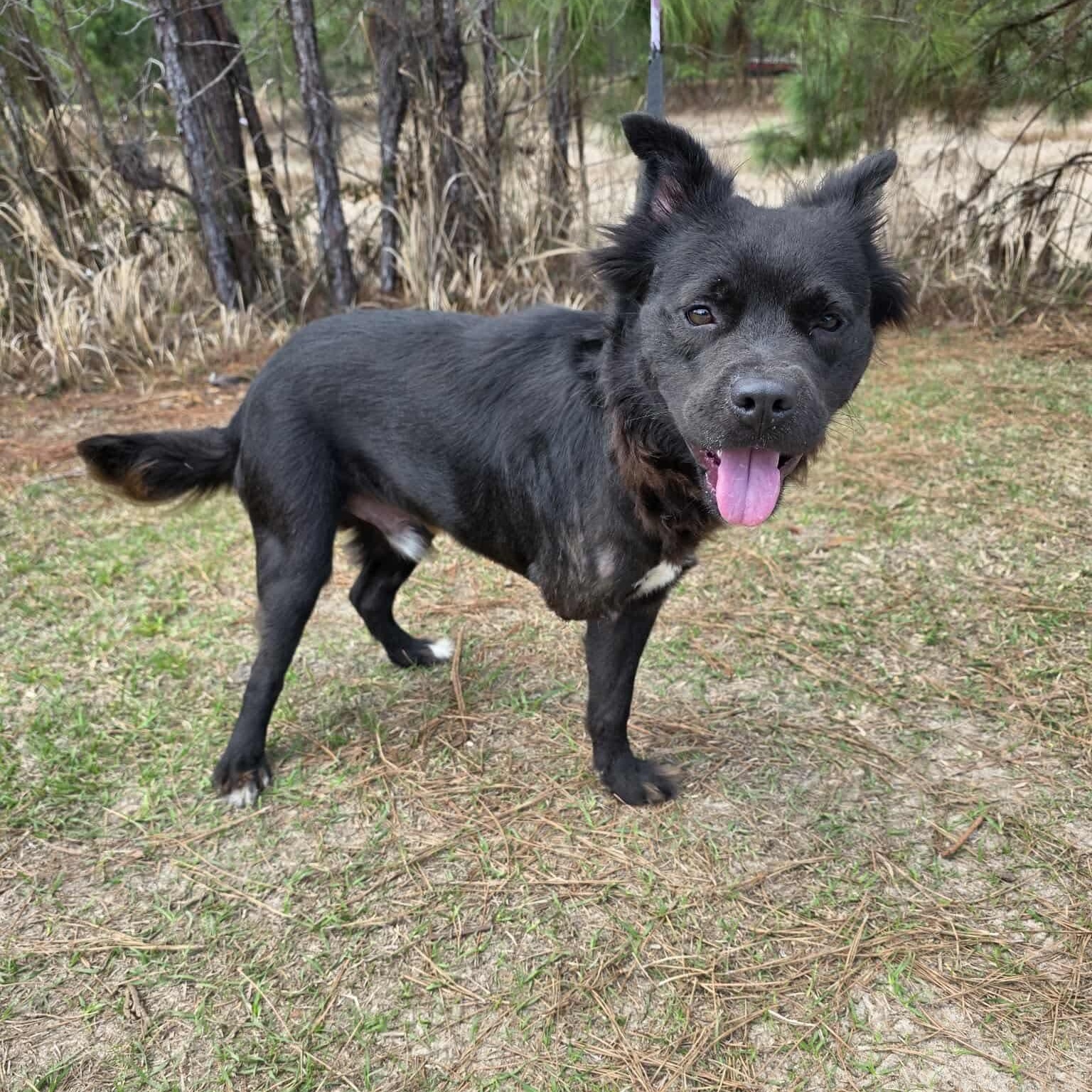 Spade, an adopted mixed breed in Albion, MI image 6/6