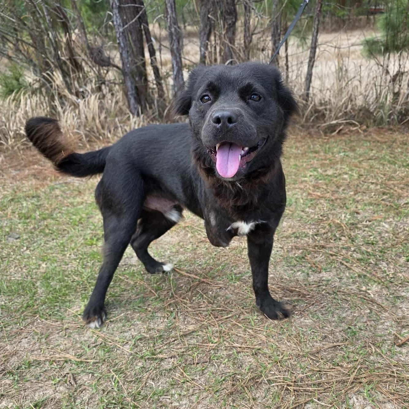 Spade, an adopted mixed breed in Albion, MI image 3/6