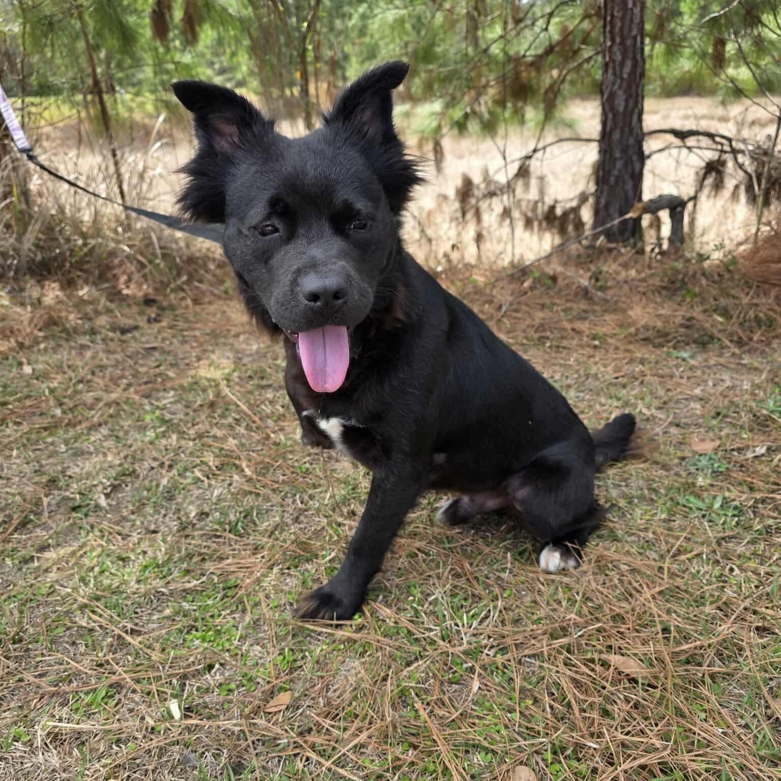 Spade, an adopted mixed breed in Albion, MI image 2/6