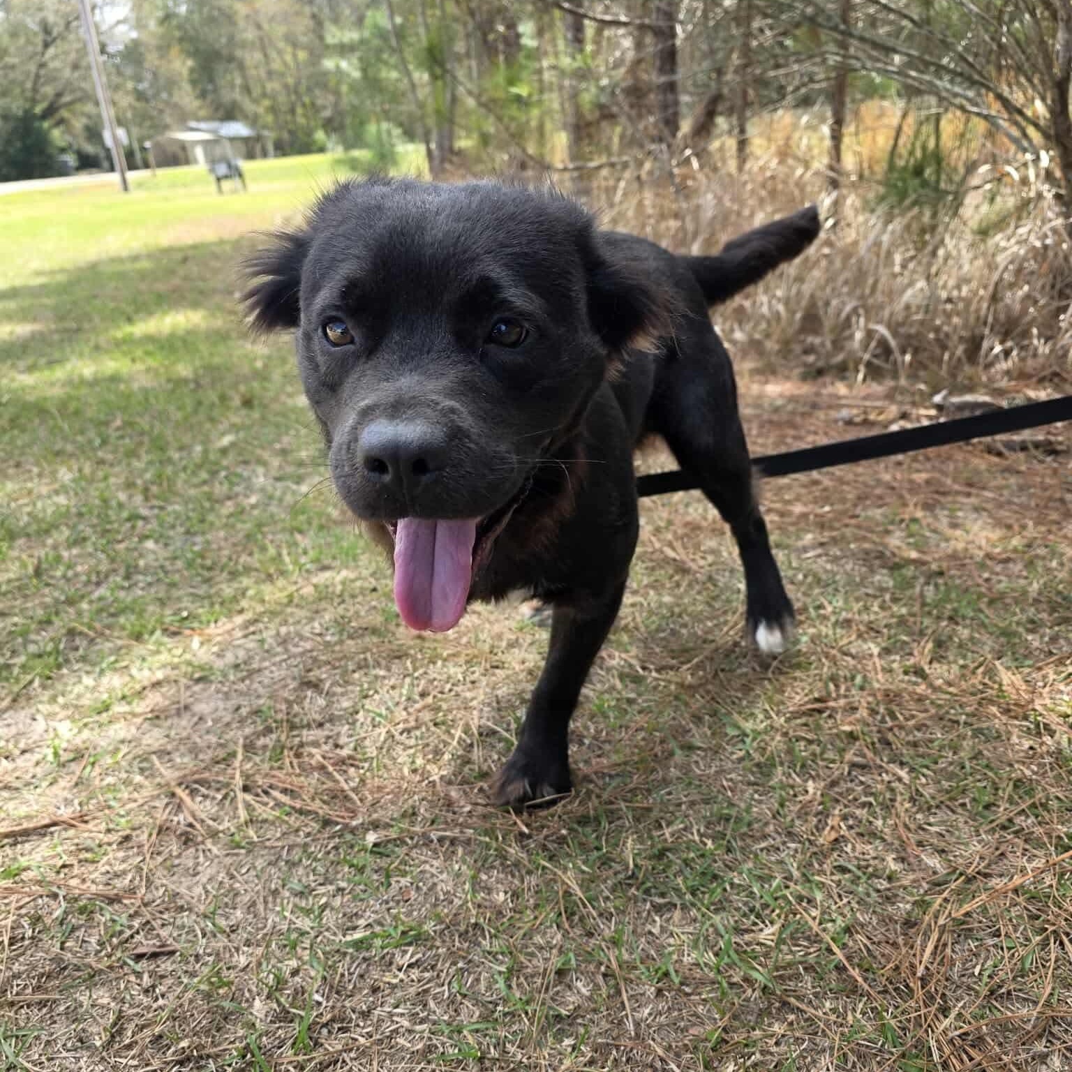 Spade, an adopted mixed breed in Albion, MI image 5/6