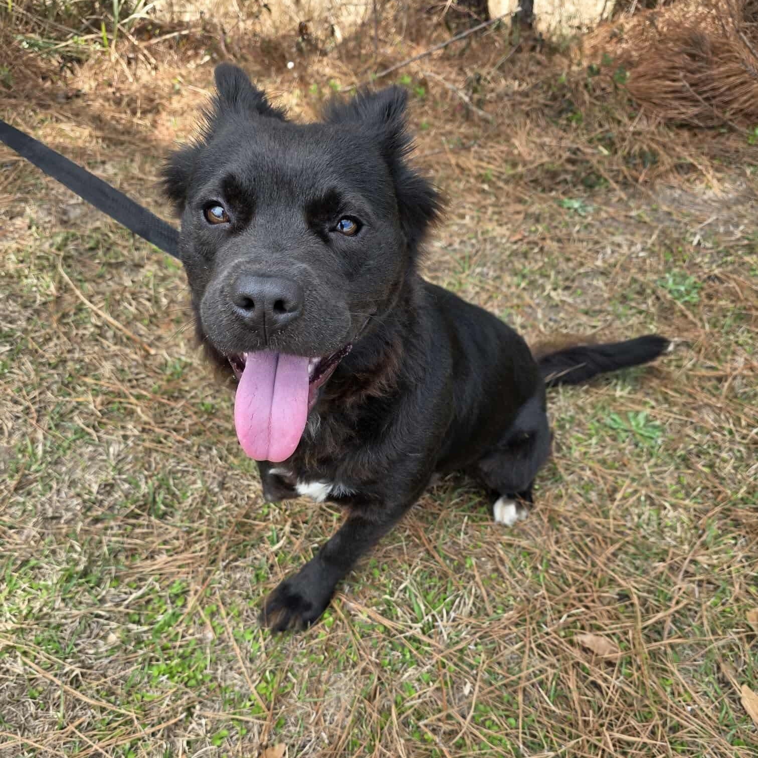 Spade, an adopted mixed breed in Albion, MI image 1/6