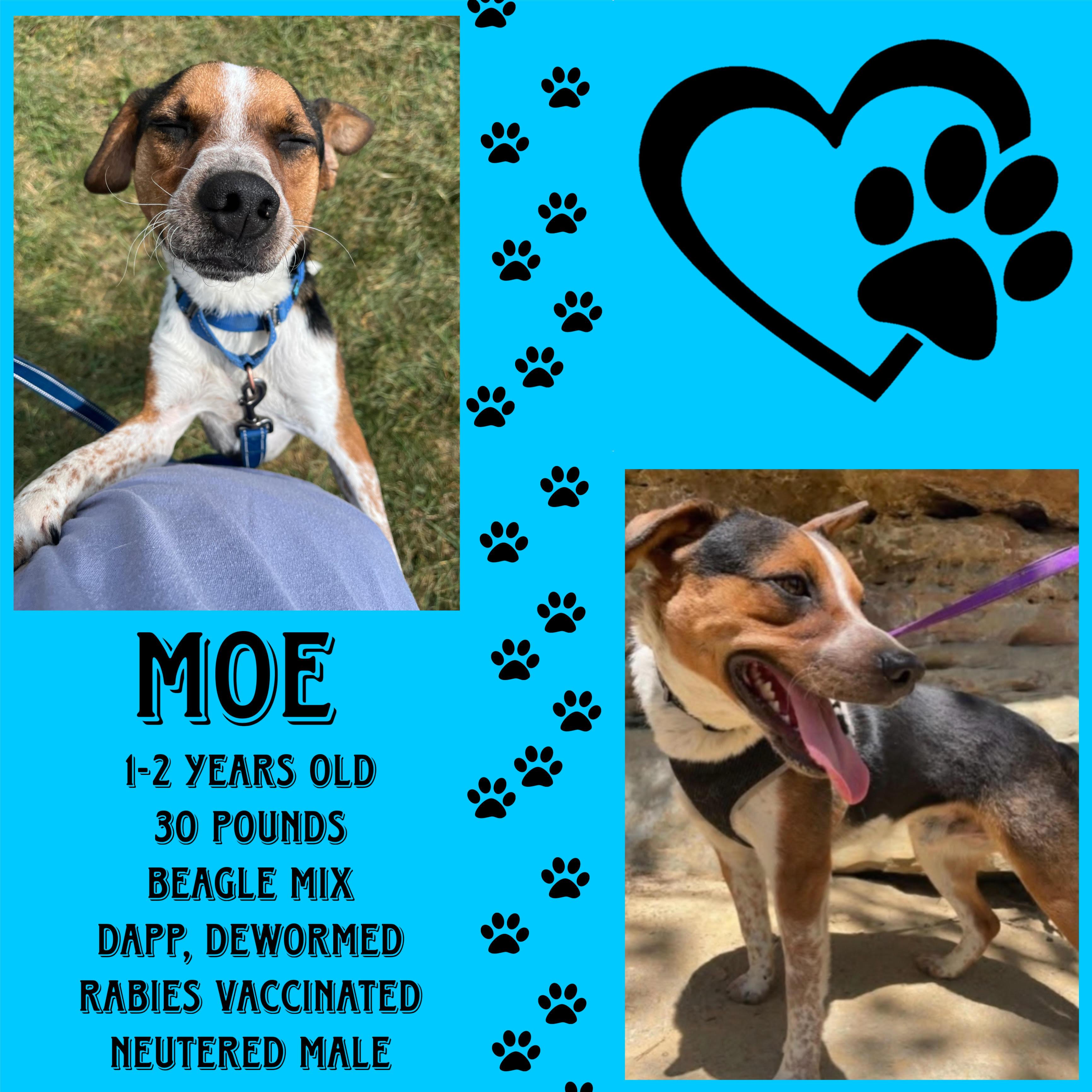 Moe, Adoptable, Adult Male Mixed Breed.