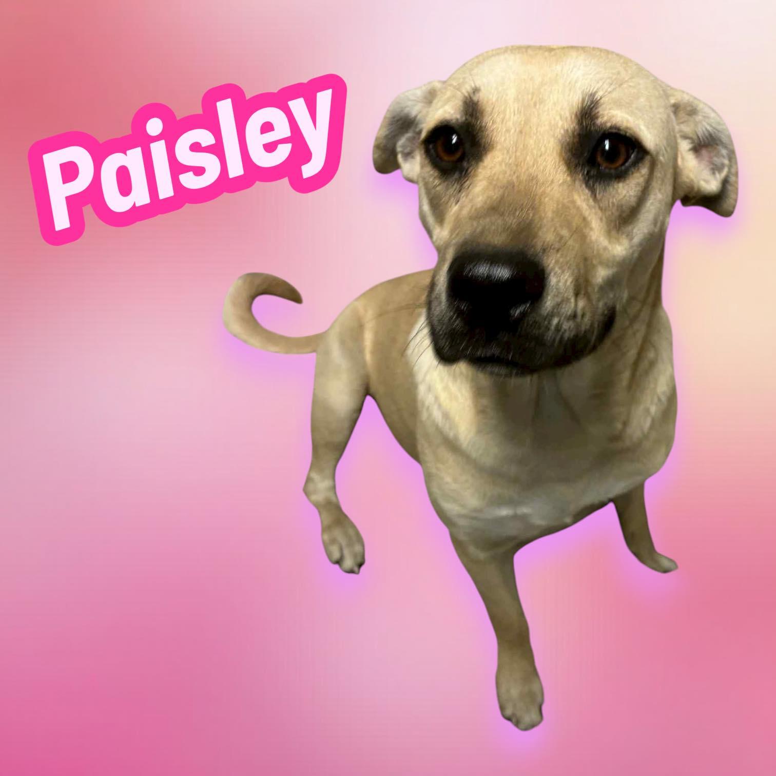 Paisley
