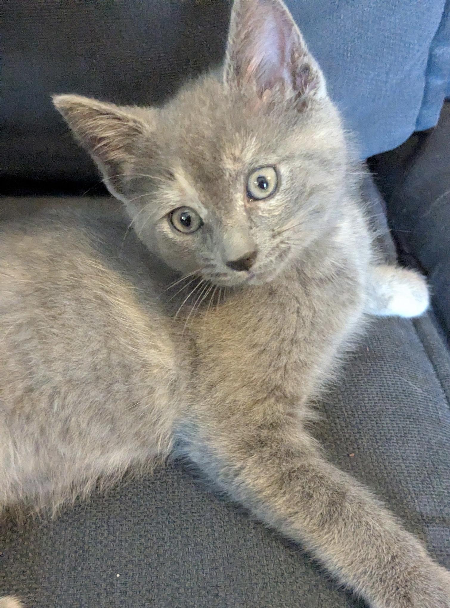 Muffin, an adopted Domestic Short Hair in Belvidere, IL image 1/6