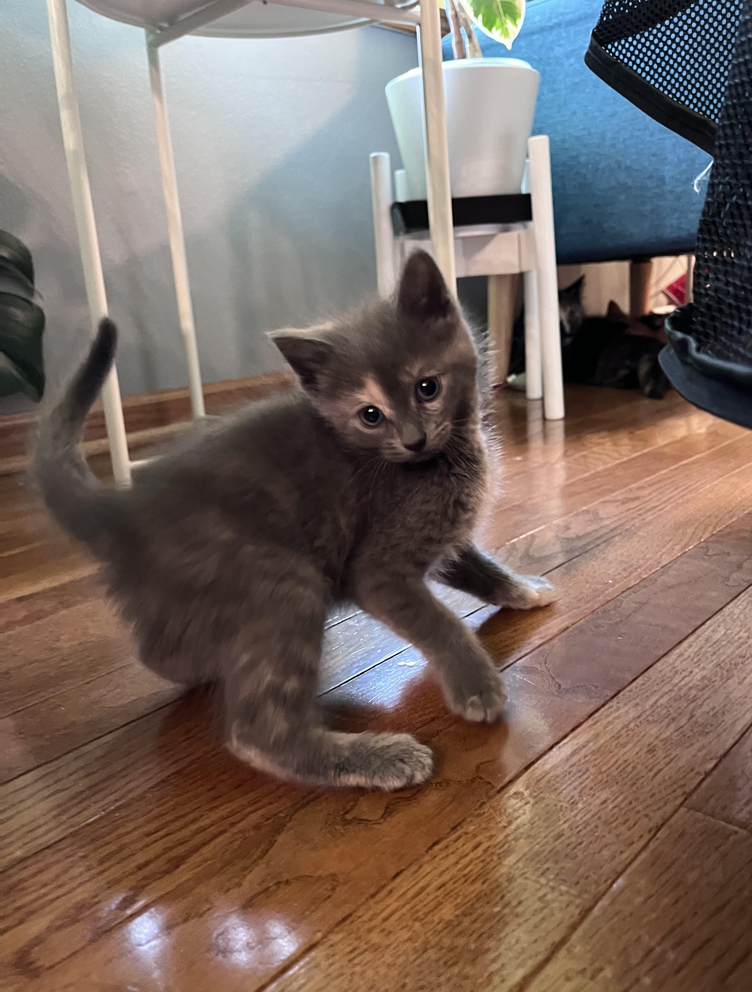 Muffin, an adopted Domestic Short Hair in Belvidere, IL image 2/6