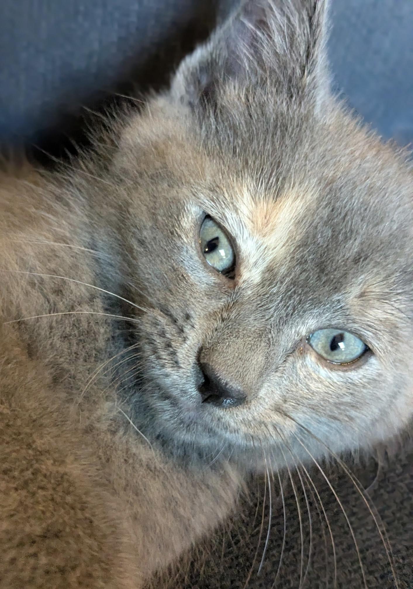 Muffin, an adopted Domestic Short Hair in Belvidere, IL image 5/6