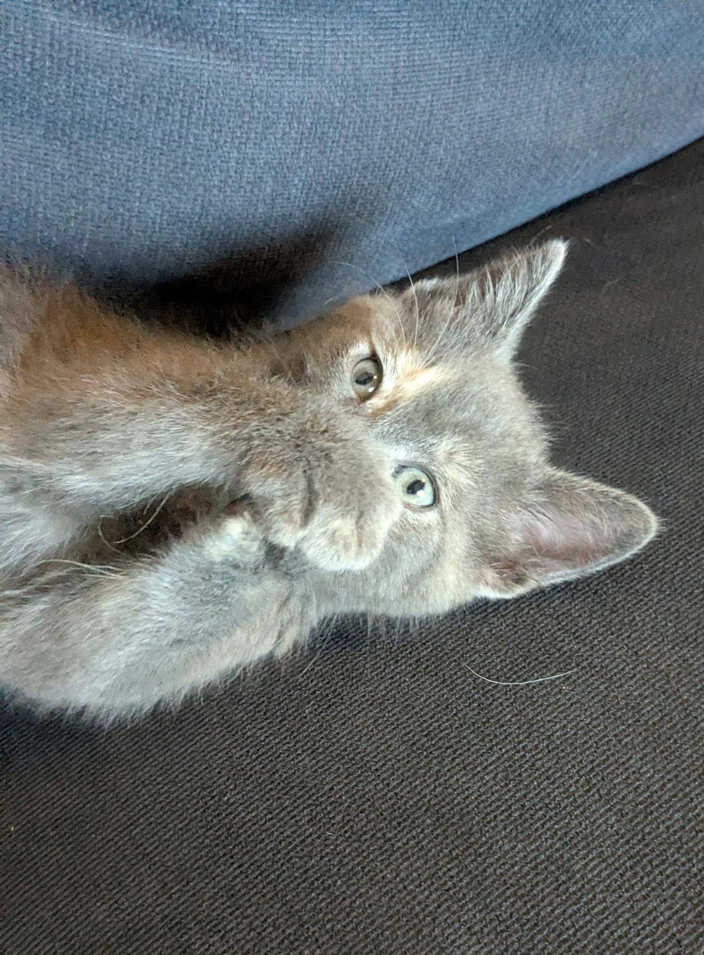 Muffin, an adopted Domestic Short Hair in Belvidere, IL image 4/6
