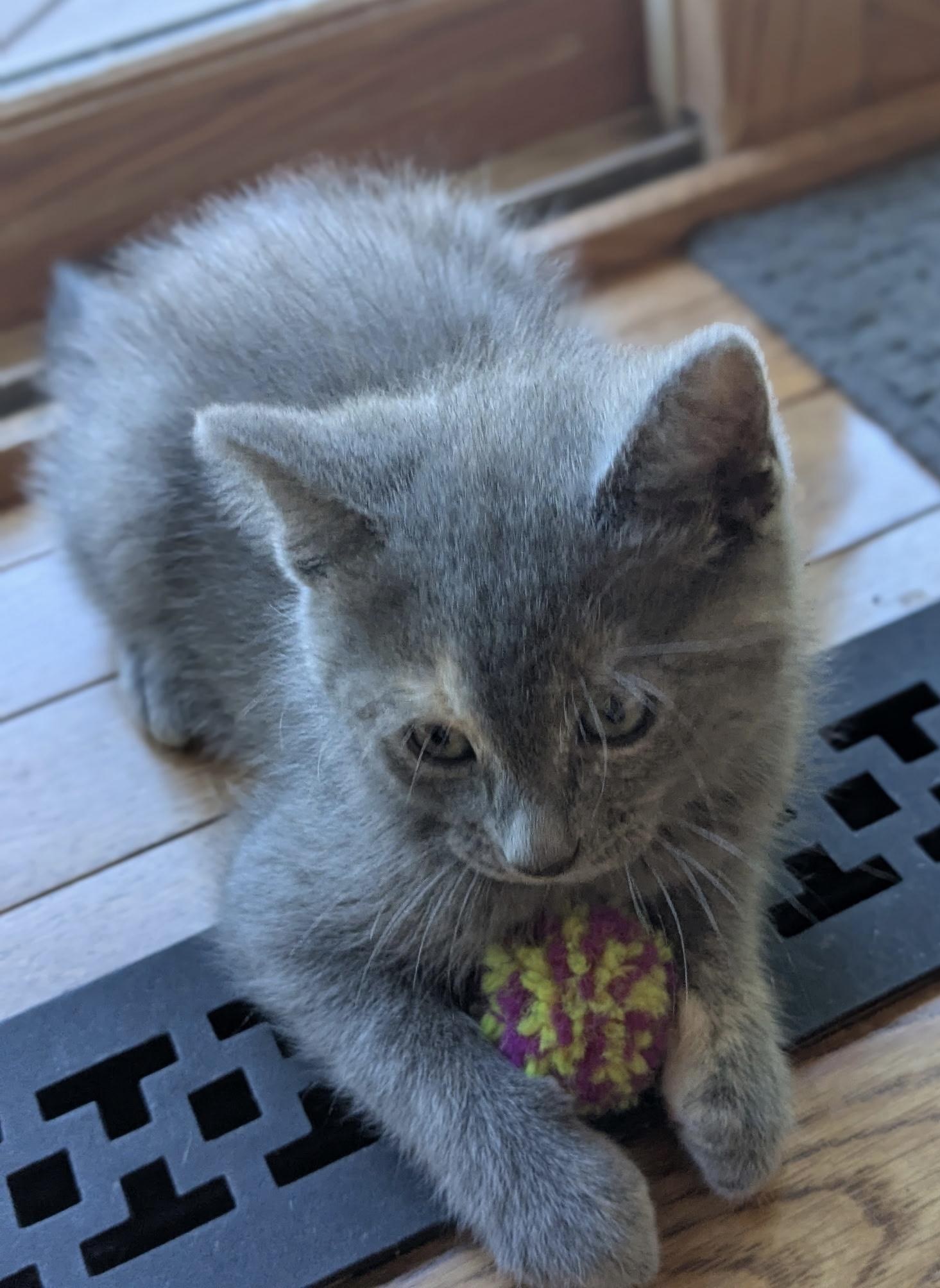 Muffin, an adopted Domestic Short Hair in Belvidere, IL image 6/6
