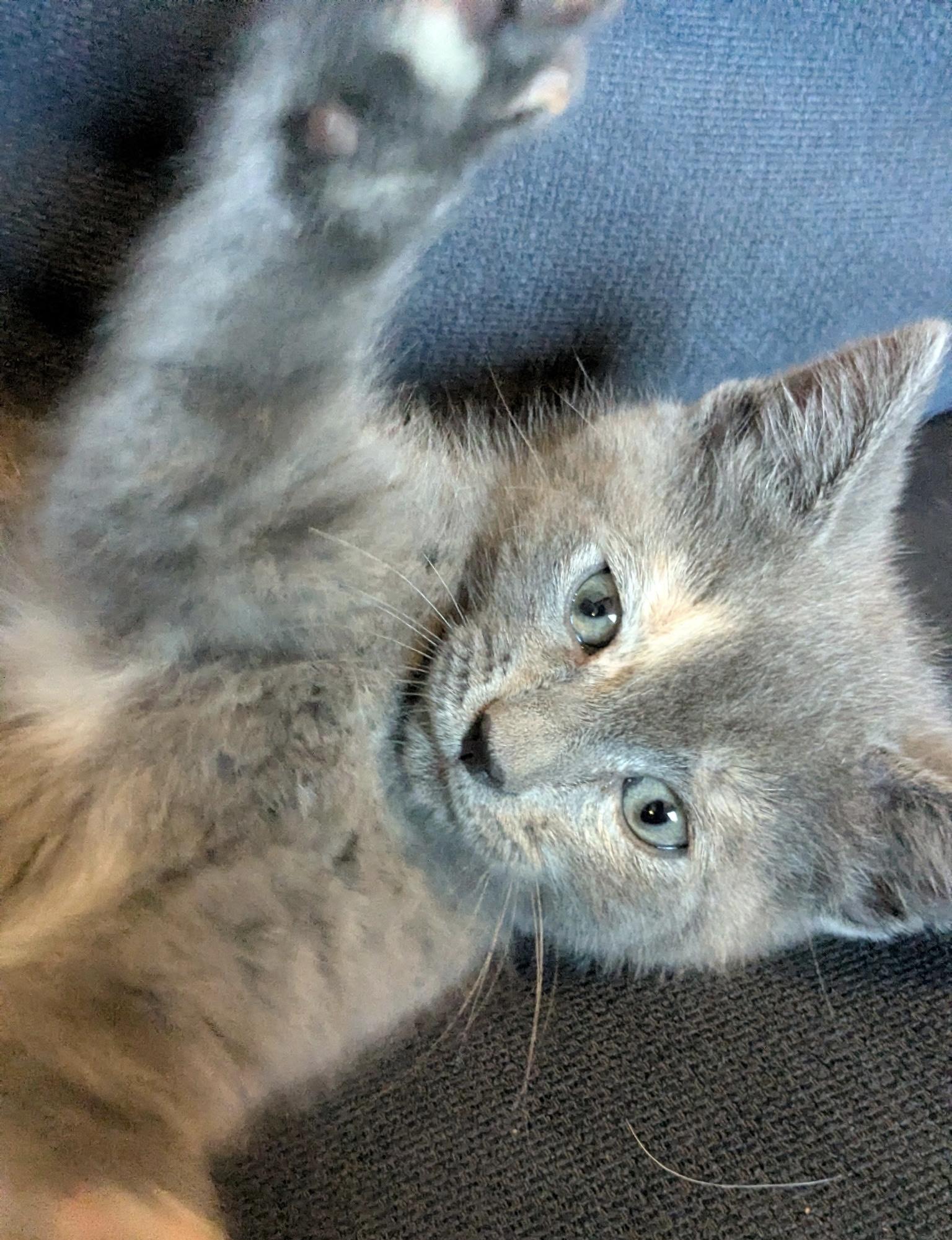 Muffin, an adopted Domestic Short Hair in Belvidere, IL image 3/6