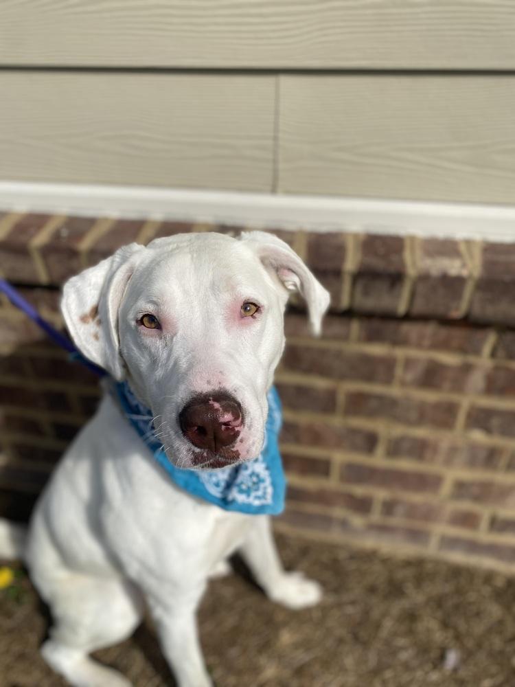 Lumere, Adoptable, Young Male Mixed Breed & American Bulldog.