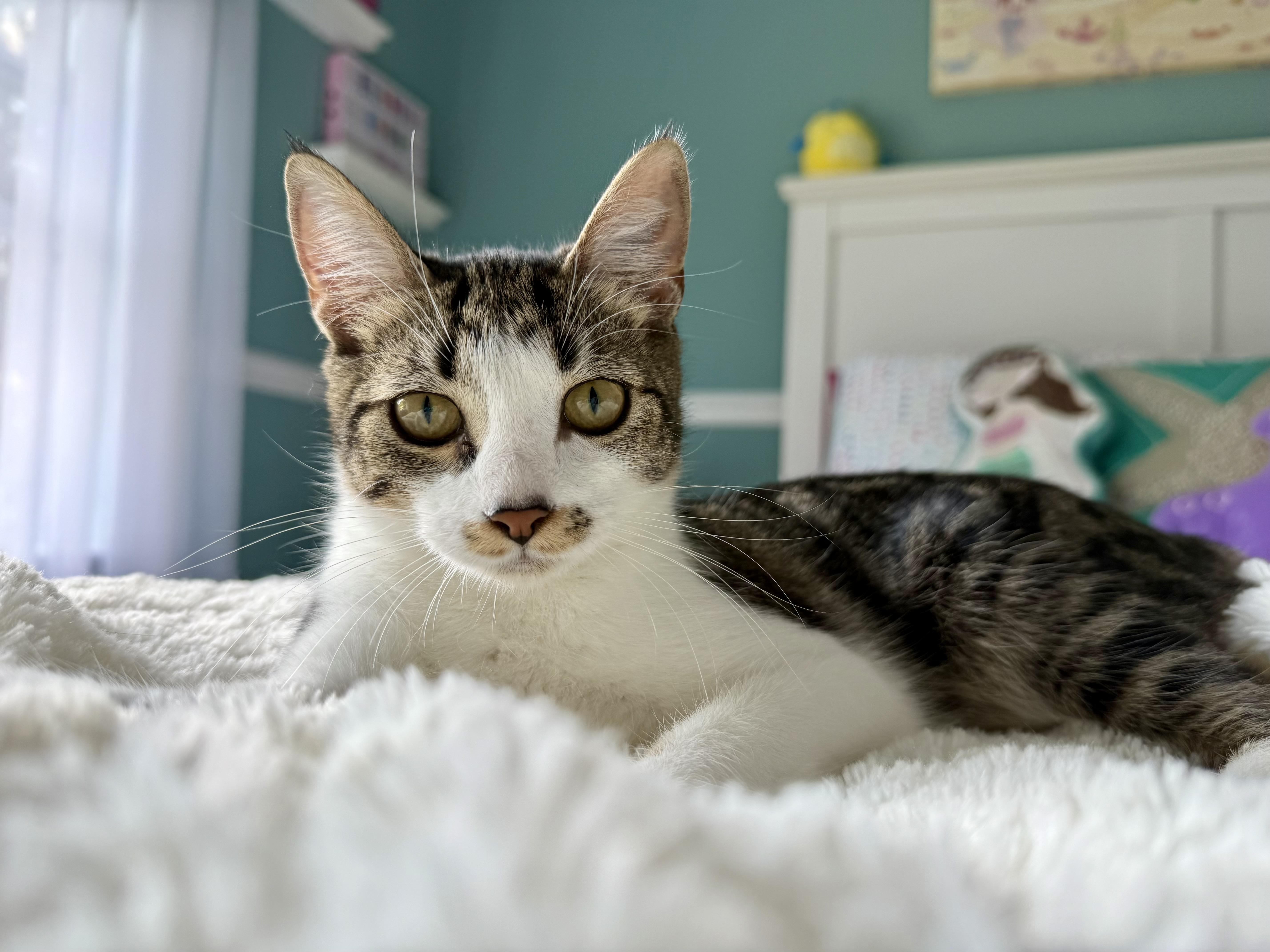 Mocha, a Adoptable Domestic Short Hair in Hellertown, PA image 1/6