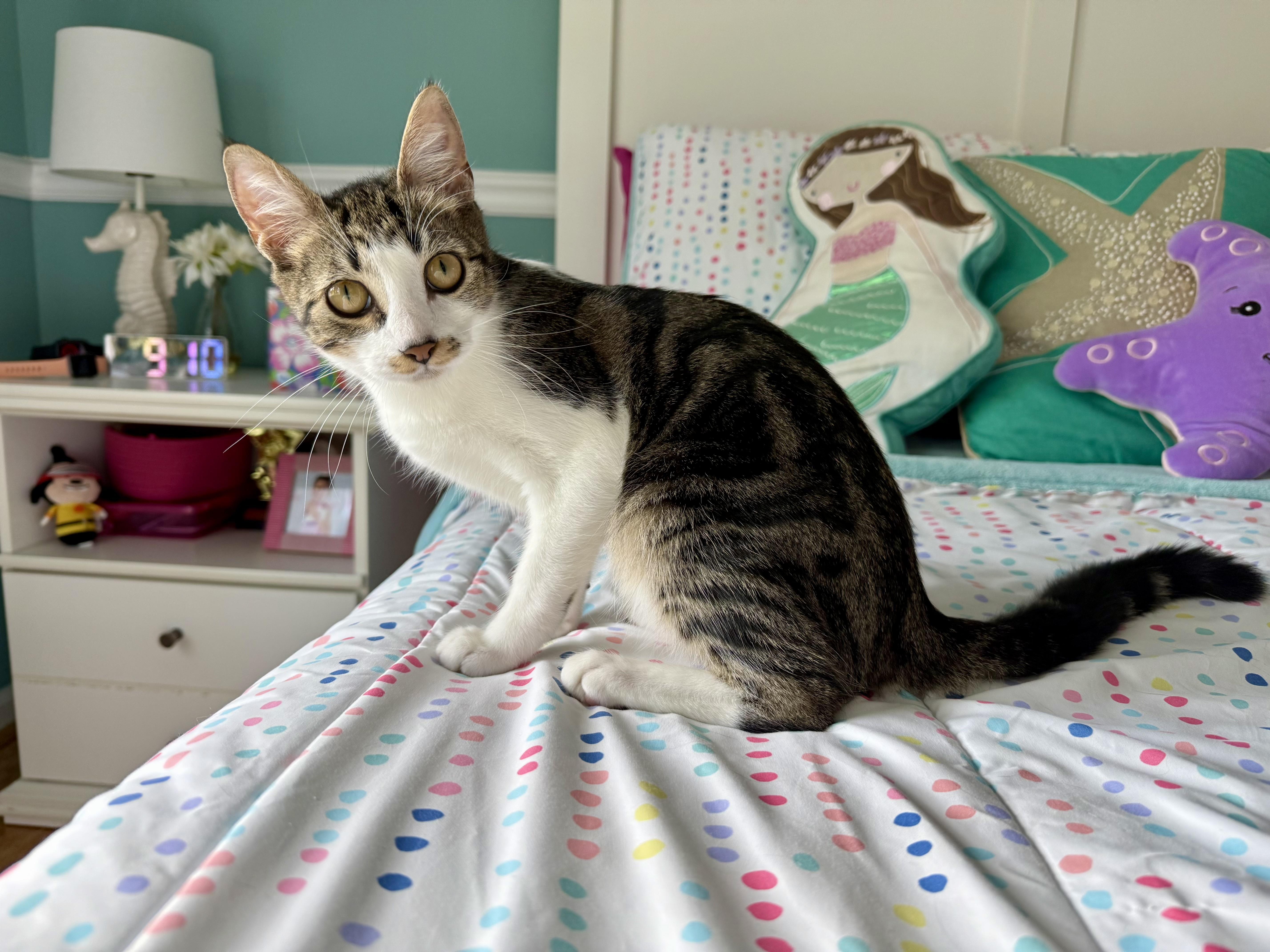 Mocha, a Adoptable Domestic Short Hair in Hellertown, PA image 2/6