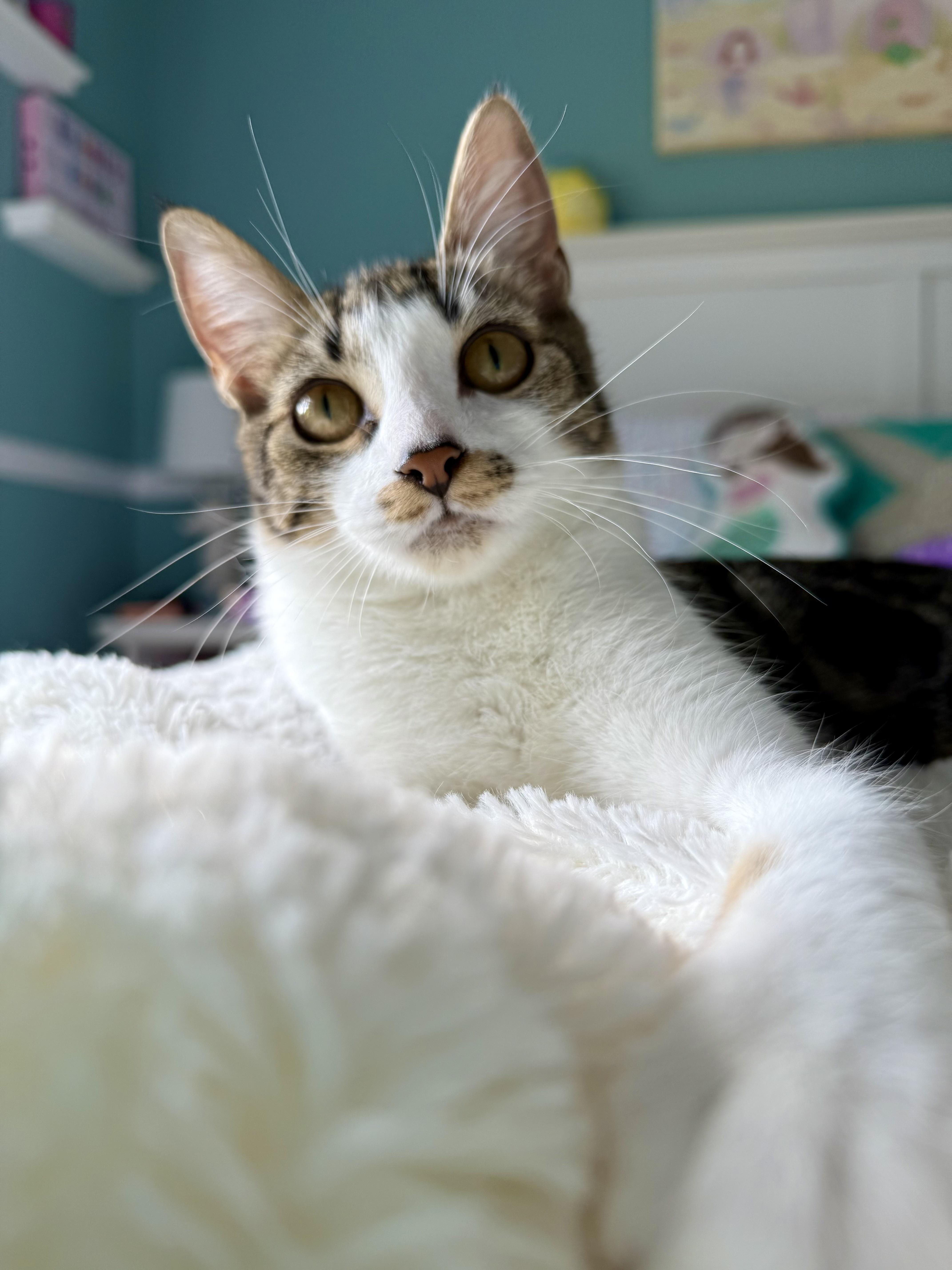 Mocha, a Adoptable Domestic Short Hair in Hellertown, PA image 3/6