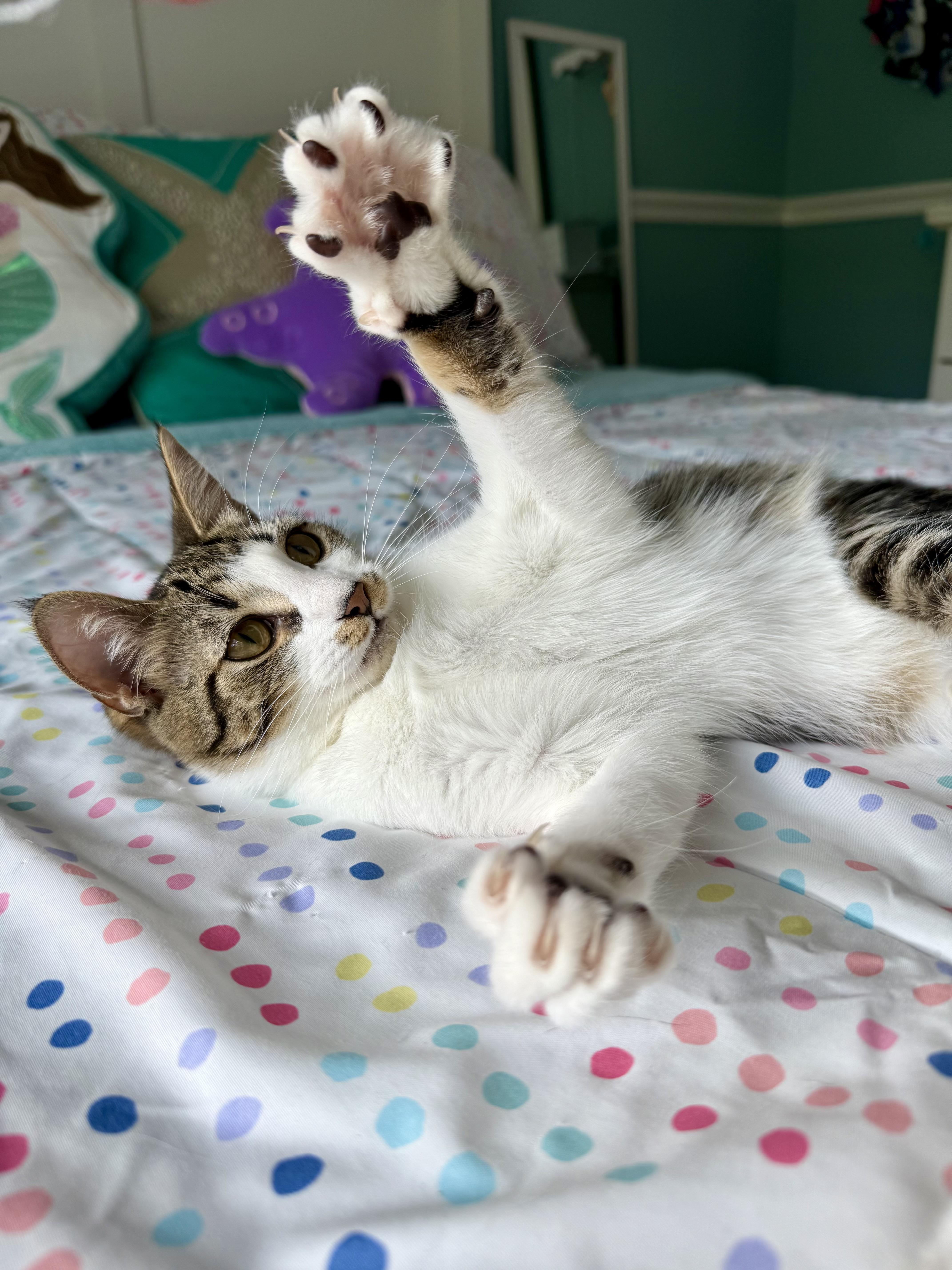 Mocha, a Adoptable Domestic Short Hair in Hellertown, PA image 4/6