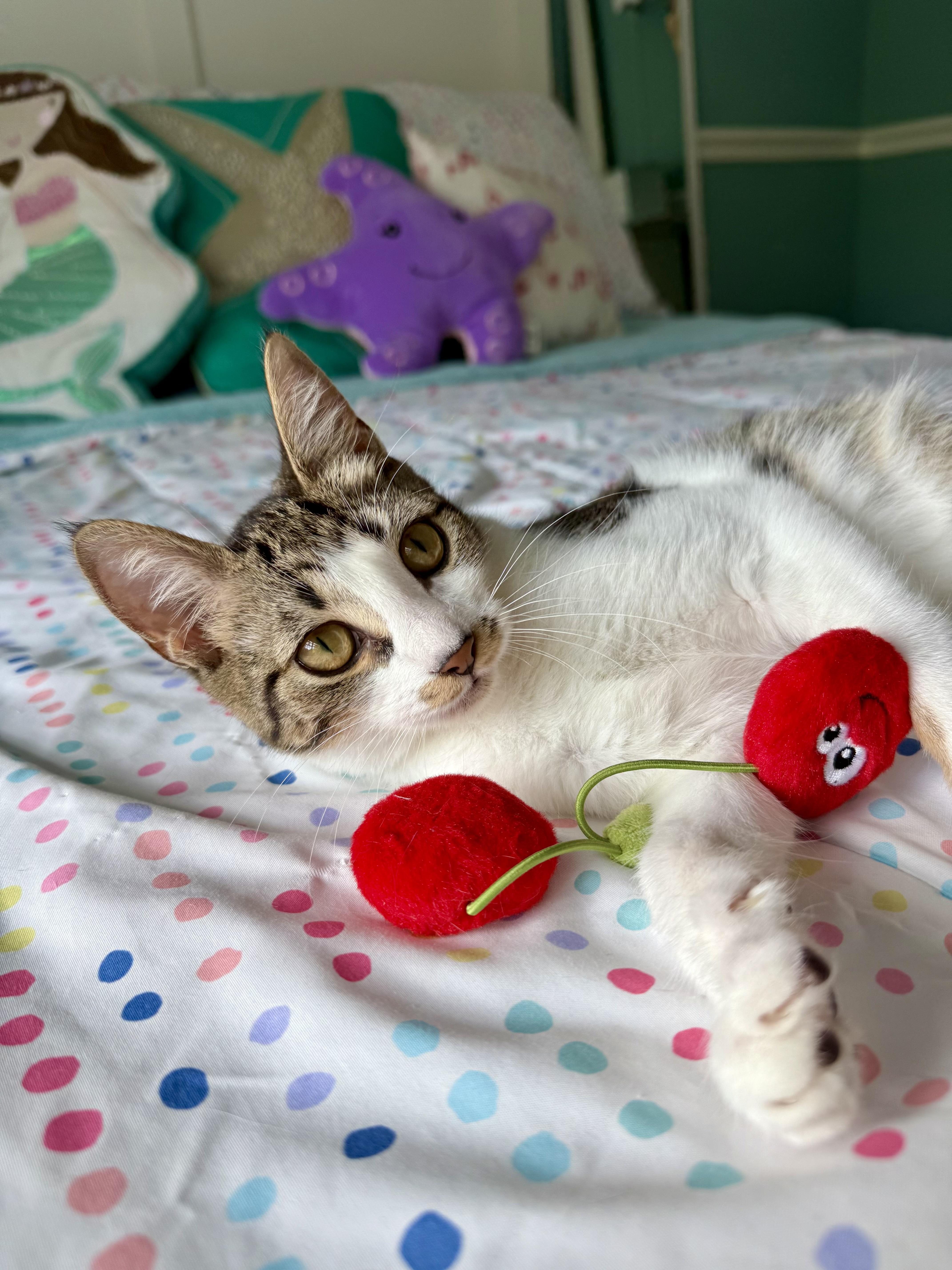 Mocha, a Adoptable Domestic Short Hair in Hellertown, PA image 6/6