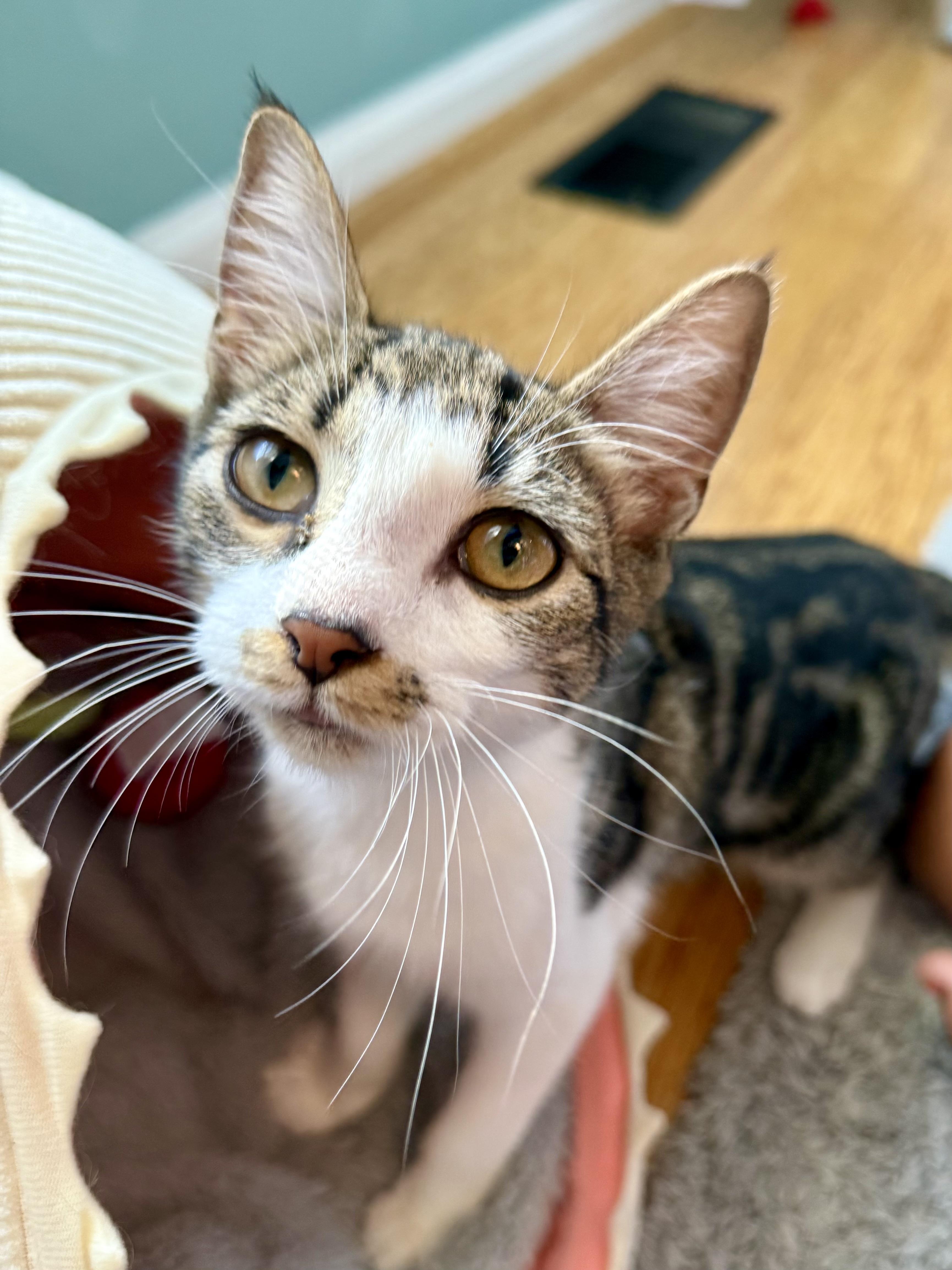 Mocha, a Adoptable Domestic Short Hair in Hellertown, PA image 5/6