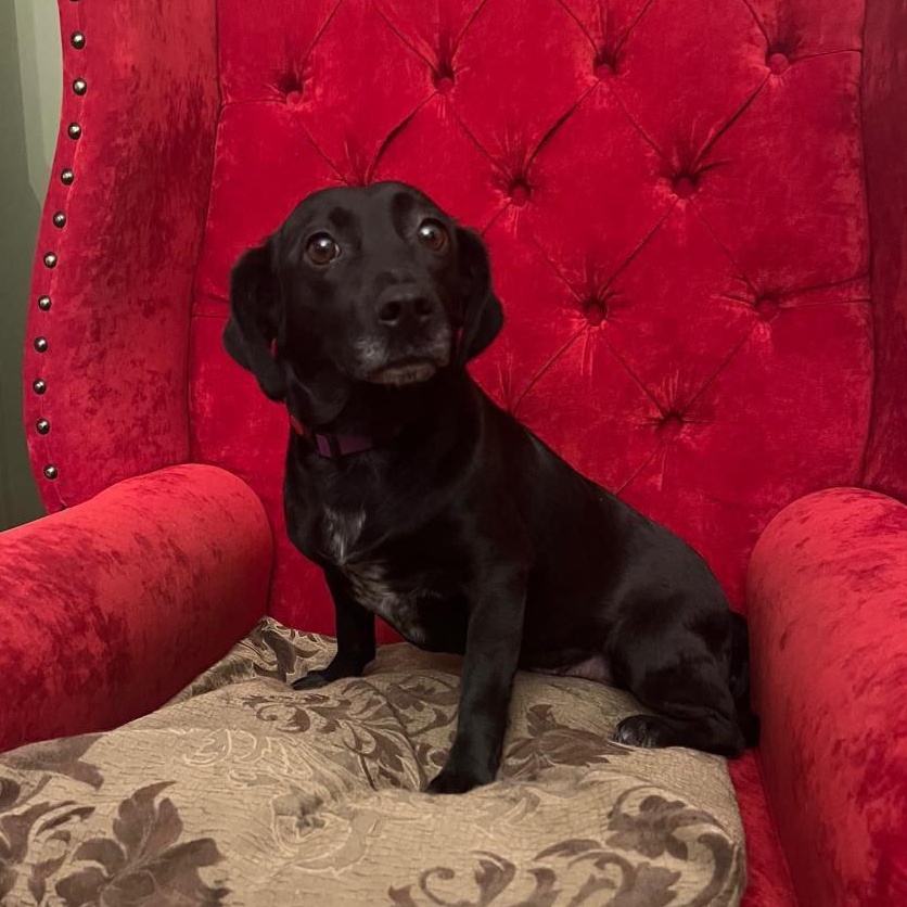 Enlarge Tiana, a Adopted mixed breed in North York, ON image 6/6