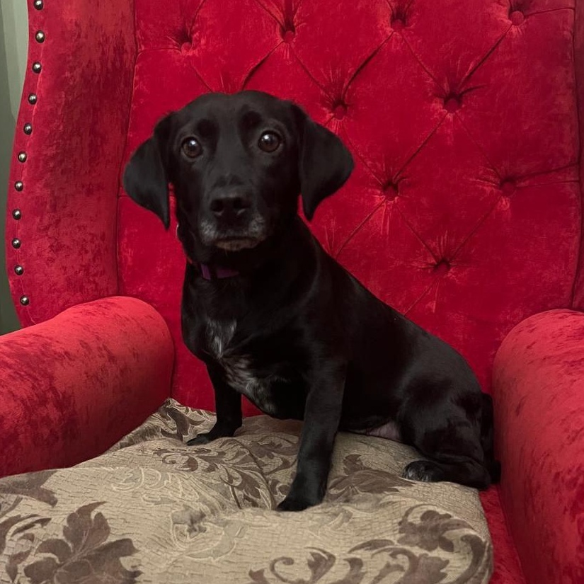 Enlarge Tiana, a Adopted mixed breed in North York, ON image 3/6