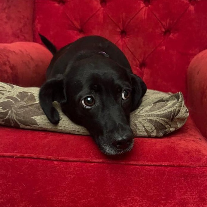 Enlarge Tiana, a Adopted mixed breed in North York, ON image 1/6