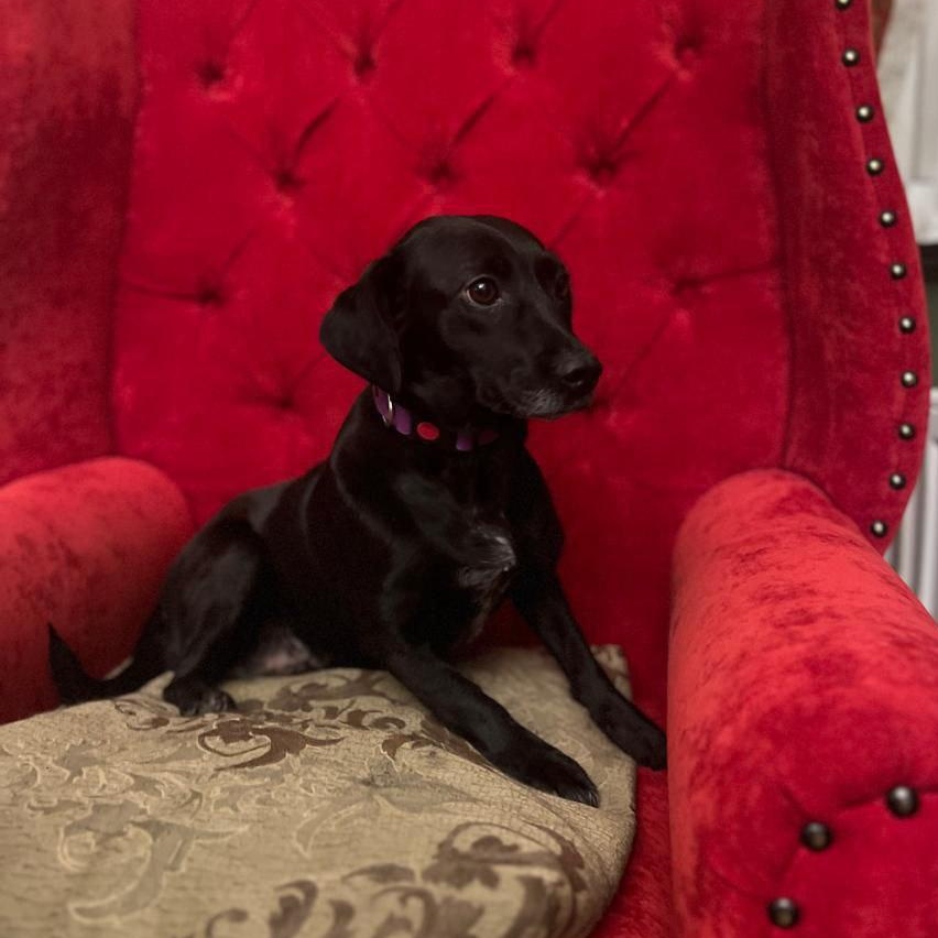 Enlarge Tiana, a Adopted mixed breed in North York, ON image 5/6