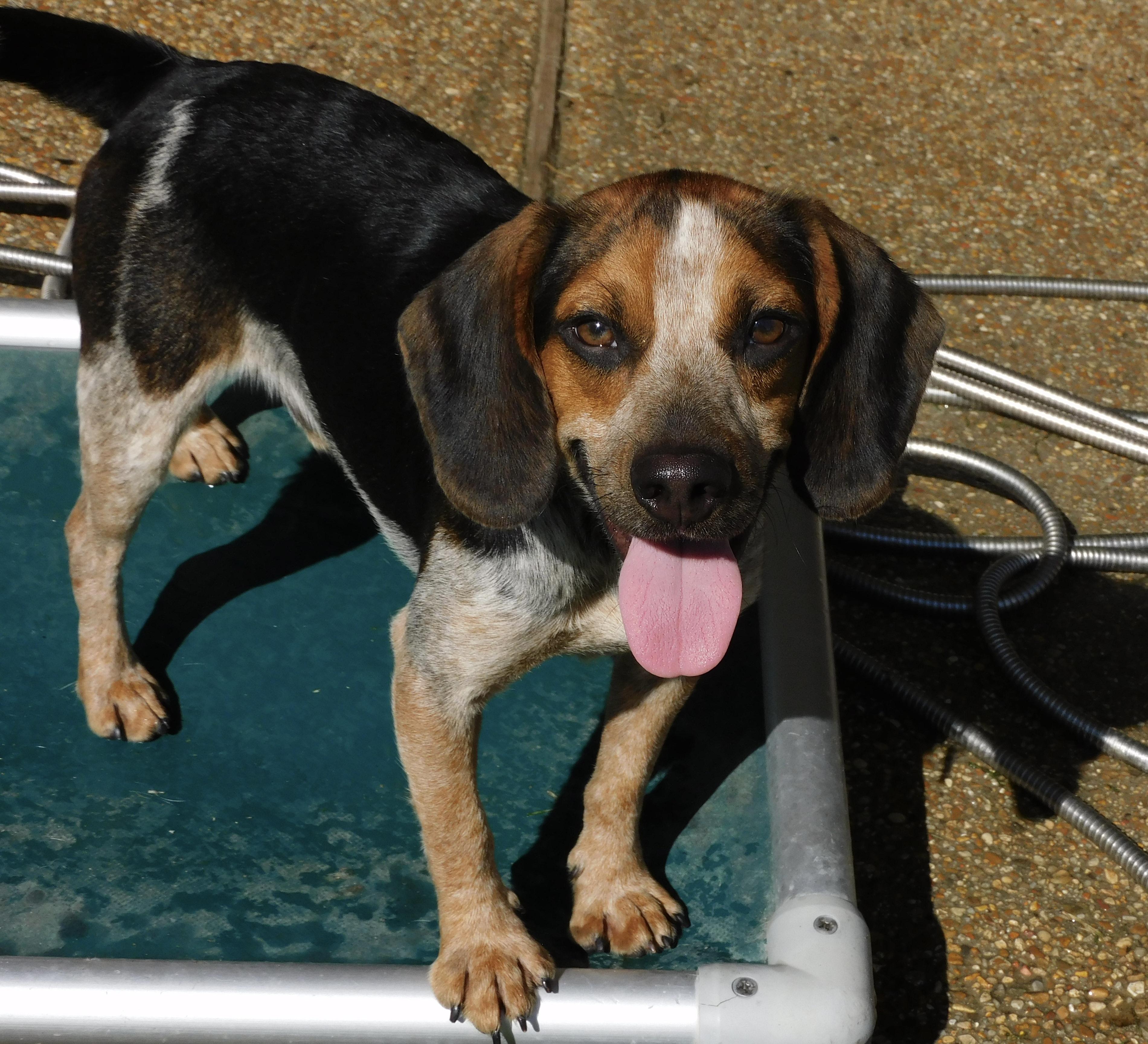 Buster, Adoptable, Young Male Beagle.