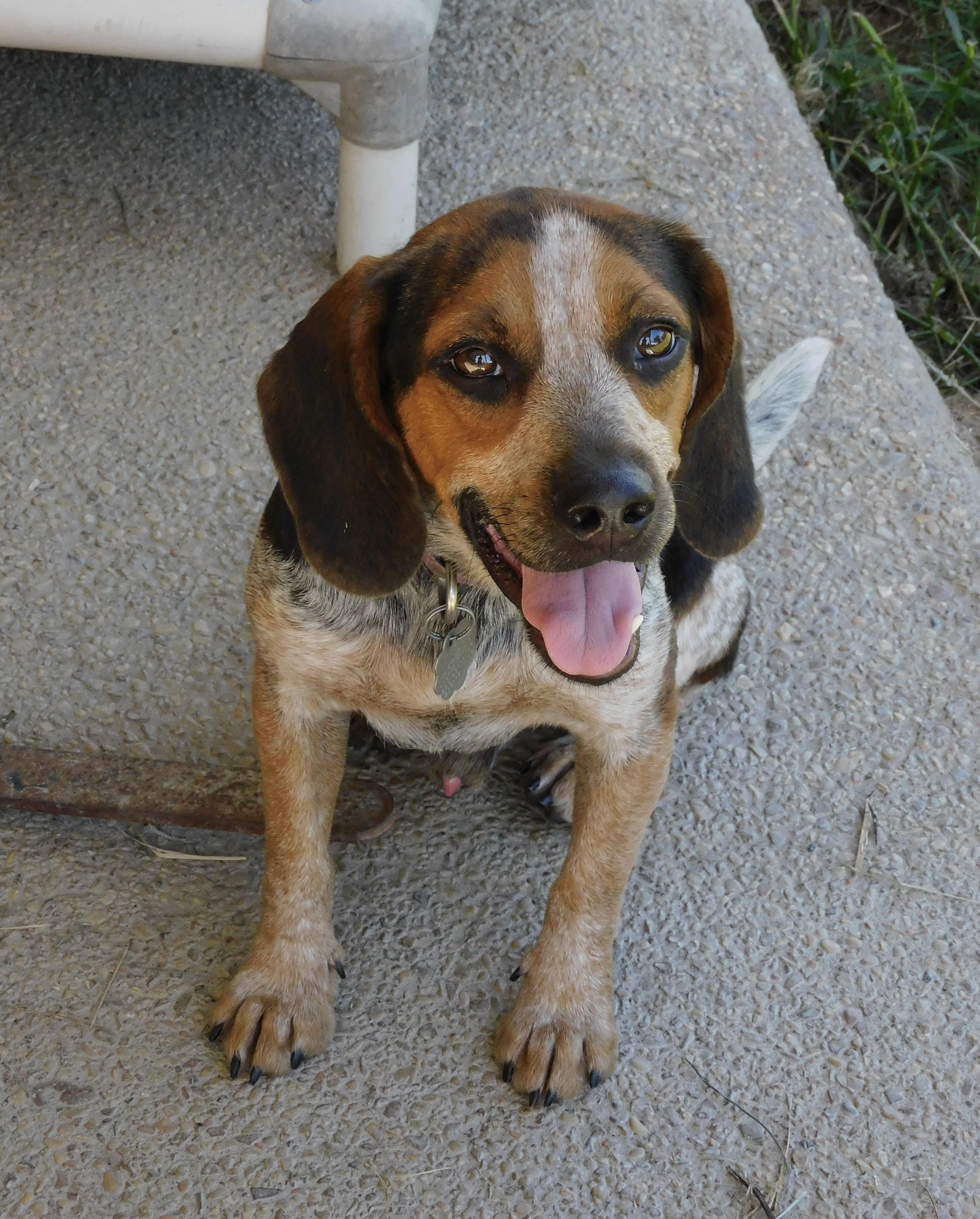 Enlarge Buster, a Adoptable Beagle in Prairieville, LA image 2/6