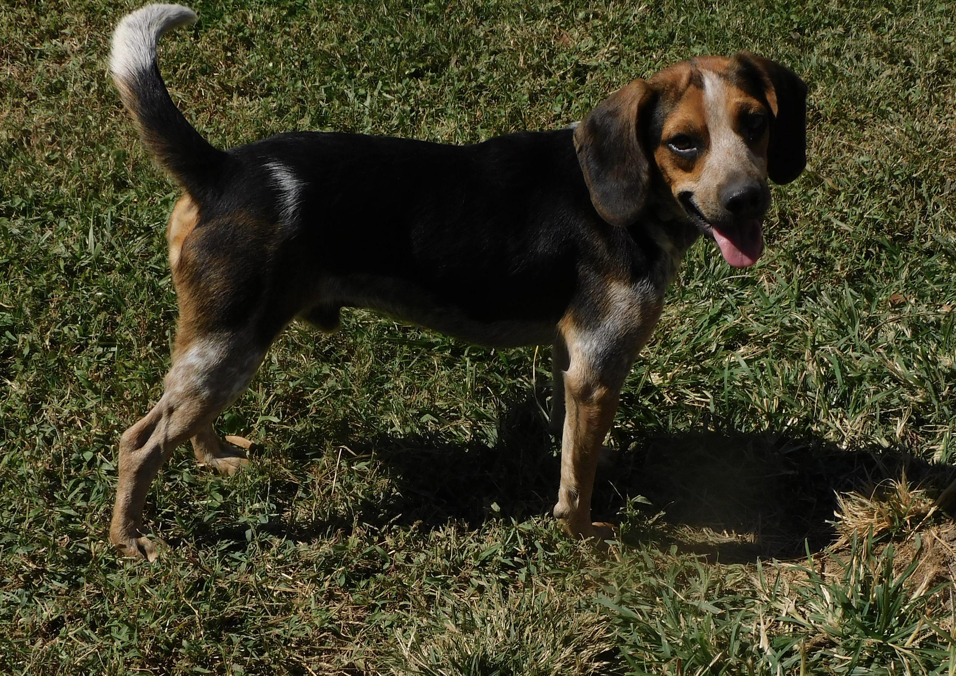 Buster, Adoptable, Young Male Beagle.
