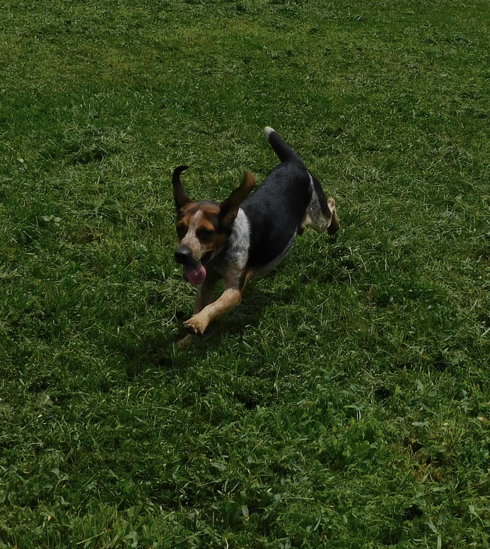 Enlarge Buster, a ADOPTABLE Beagle in Prairieville, LA image 1/5