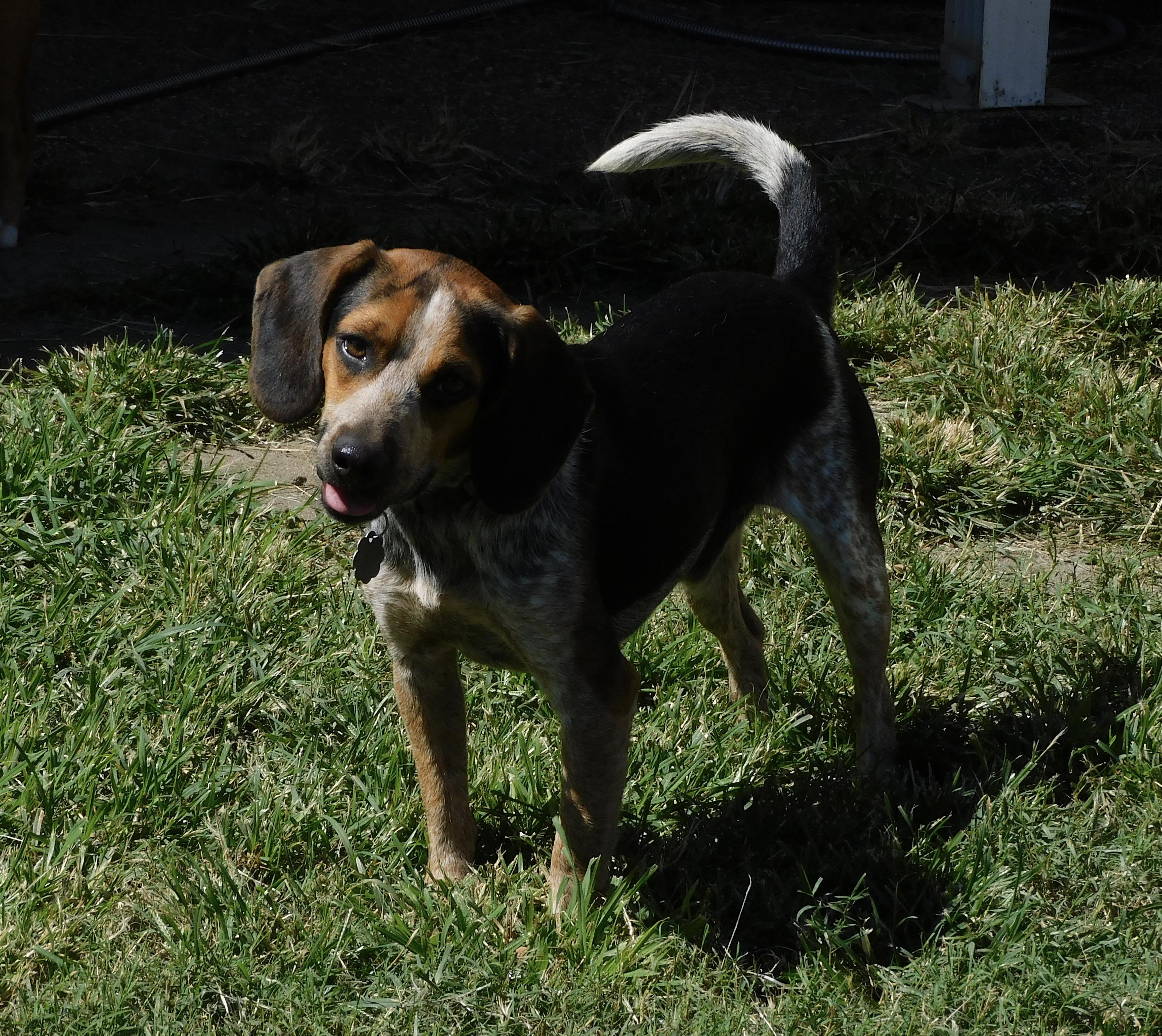 Enlarge Buster, a Adoptable Beagle in Prairieville, LA image 6/6