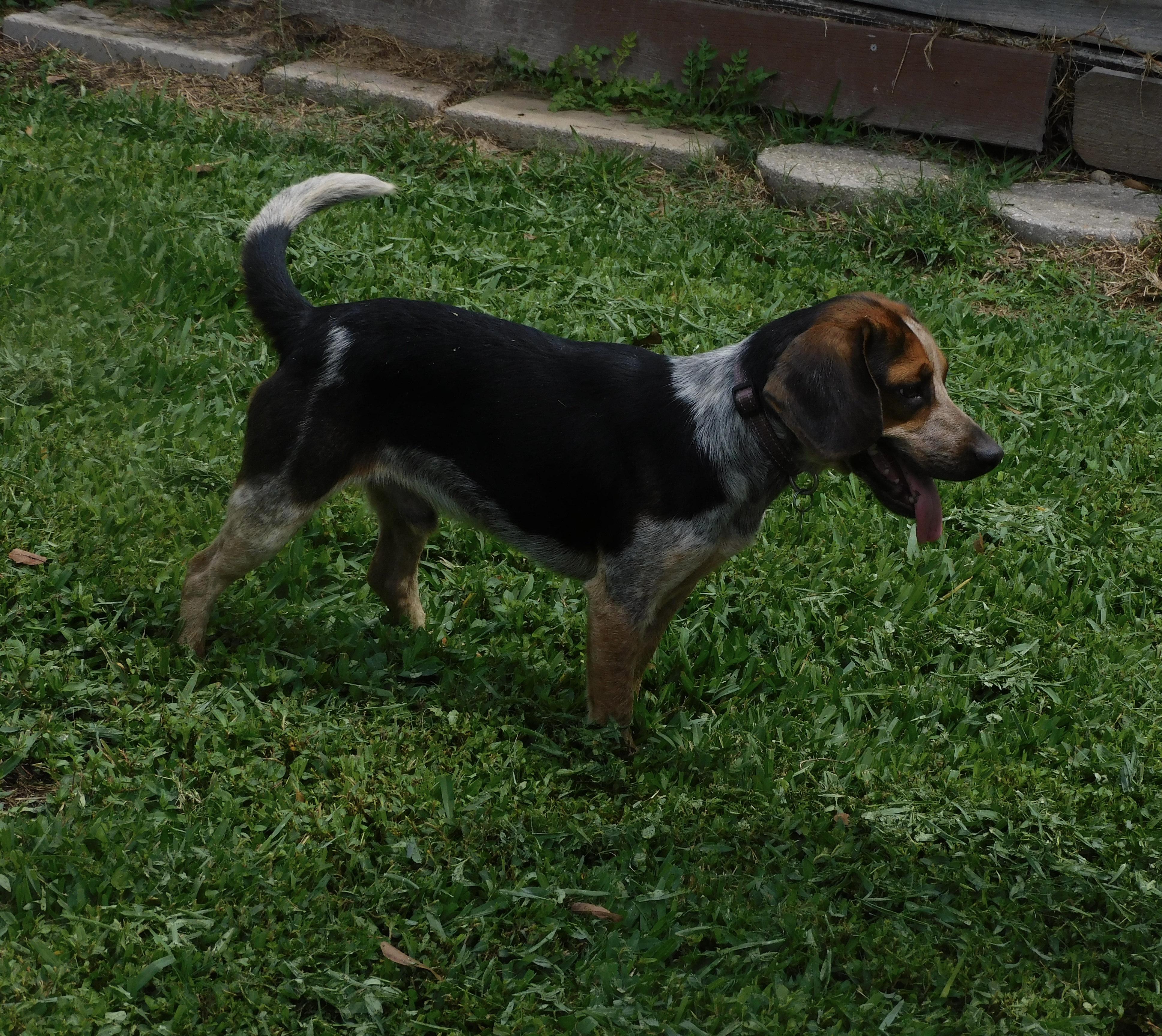 Enlarge Buster, a ADOPTABLE Beagle in Prairieville, LA image 2/5