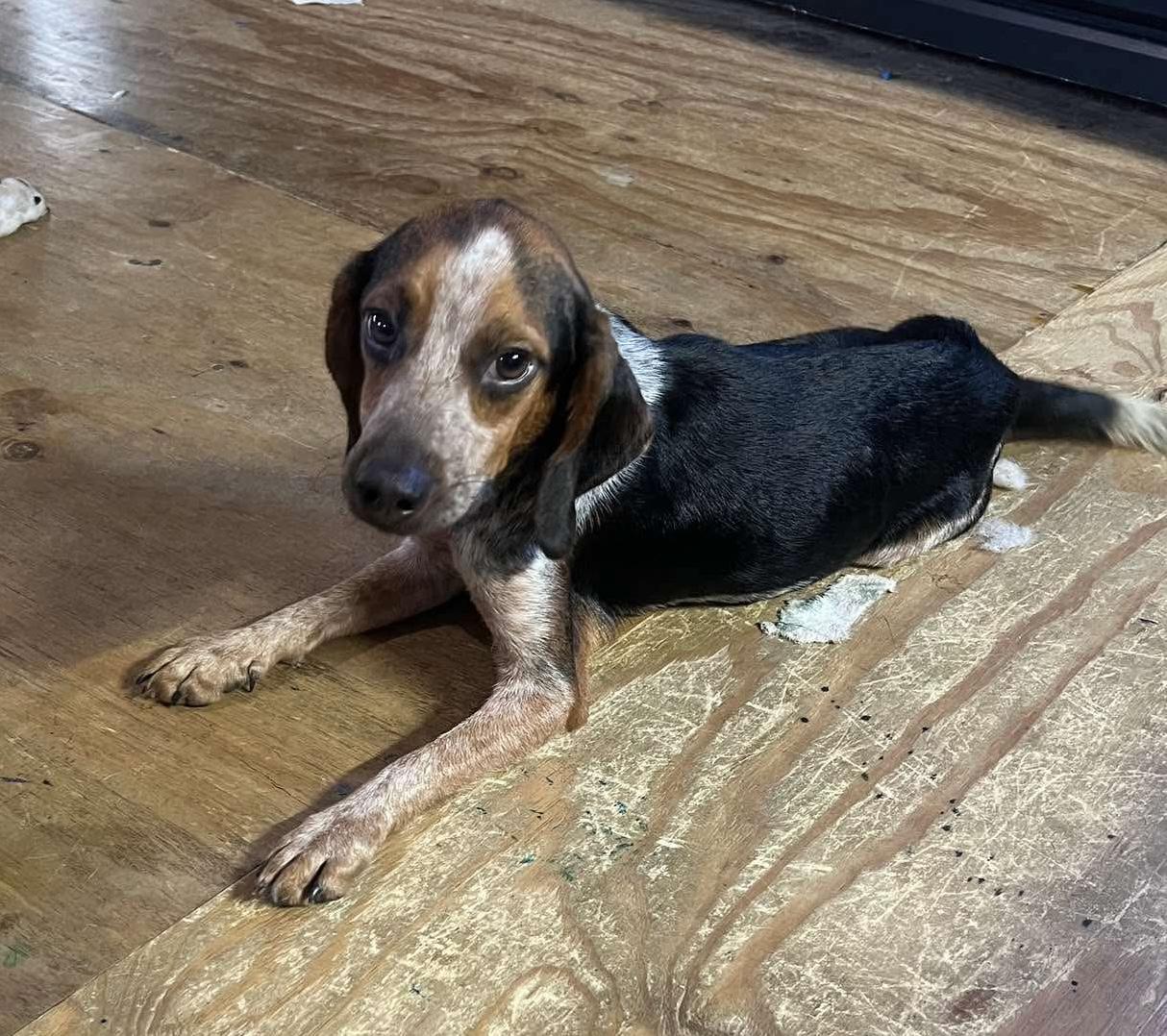 Enlarge Buster, a ADOPTABLE Beagle in Prairieville, LA image 3/5