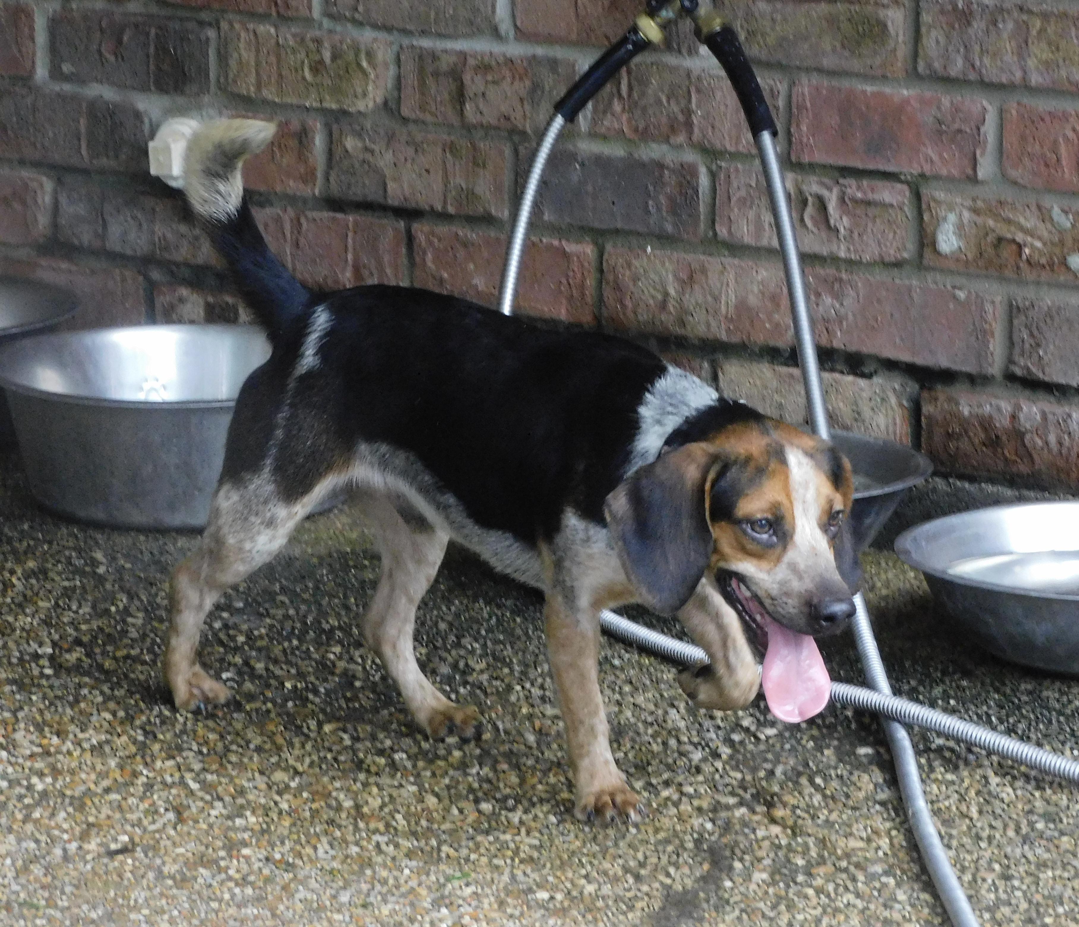 Enlarge Buster, a ADOPTABLE Beagle in Prairieville, LA image 4/5