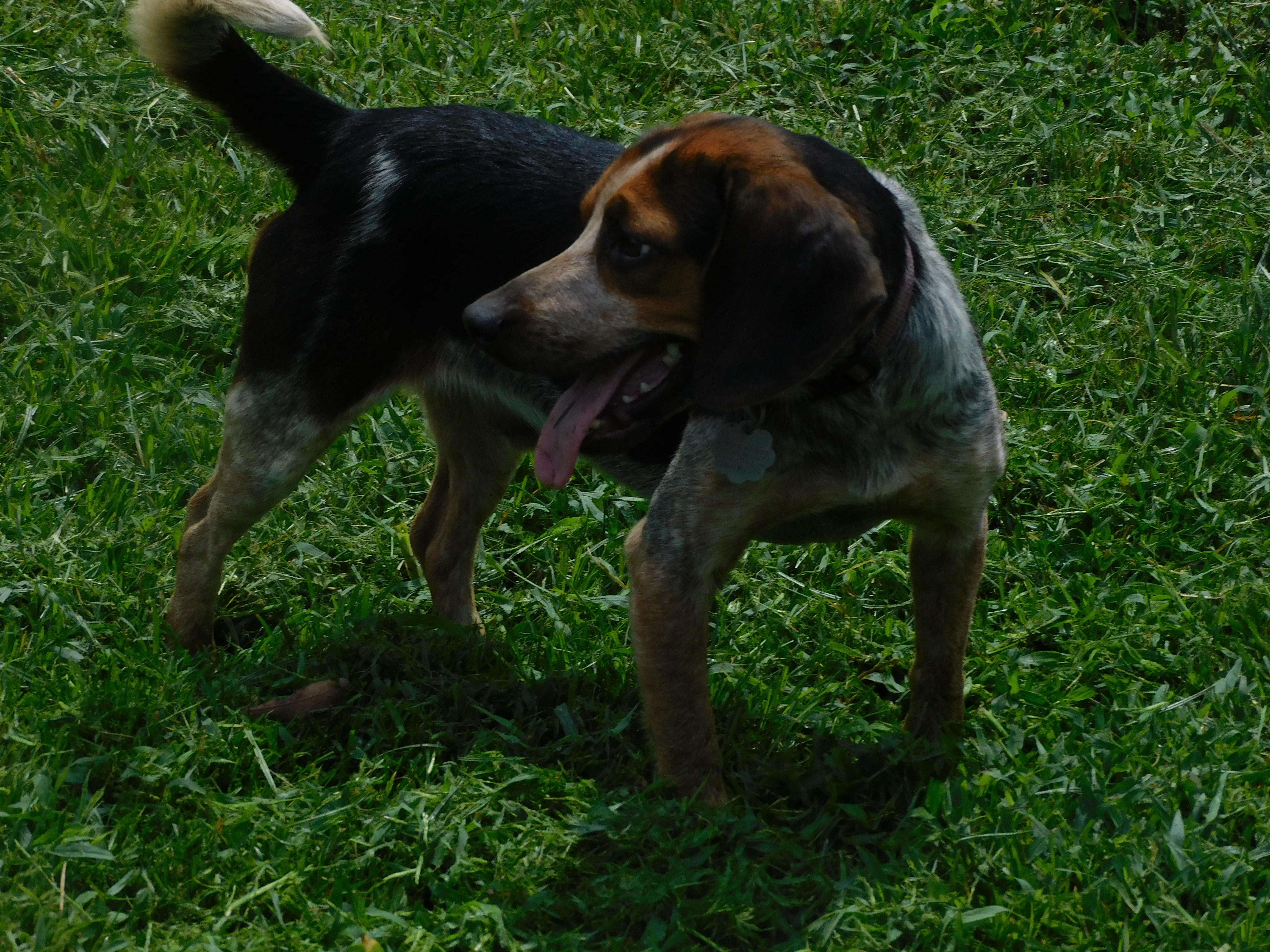 Enlarge Buster, a ADOPTABLE Beagle in Prairieville, LA image 5/5