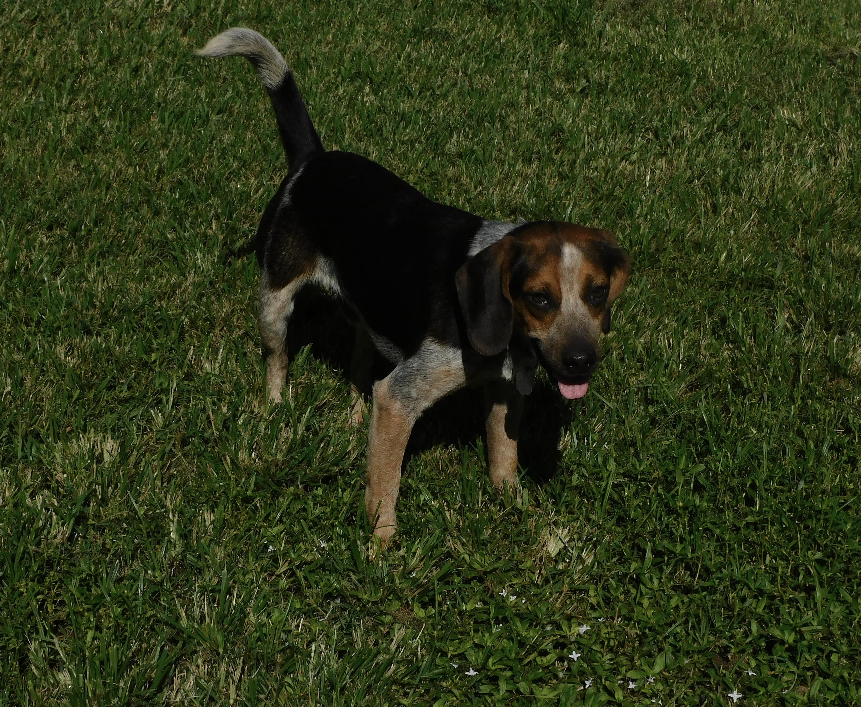 Enlarge Buster, a Adoptable Beagle in Prairieville, LA image 6/6