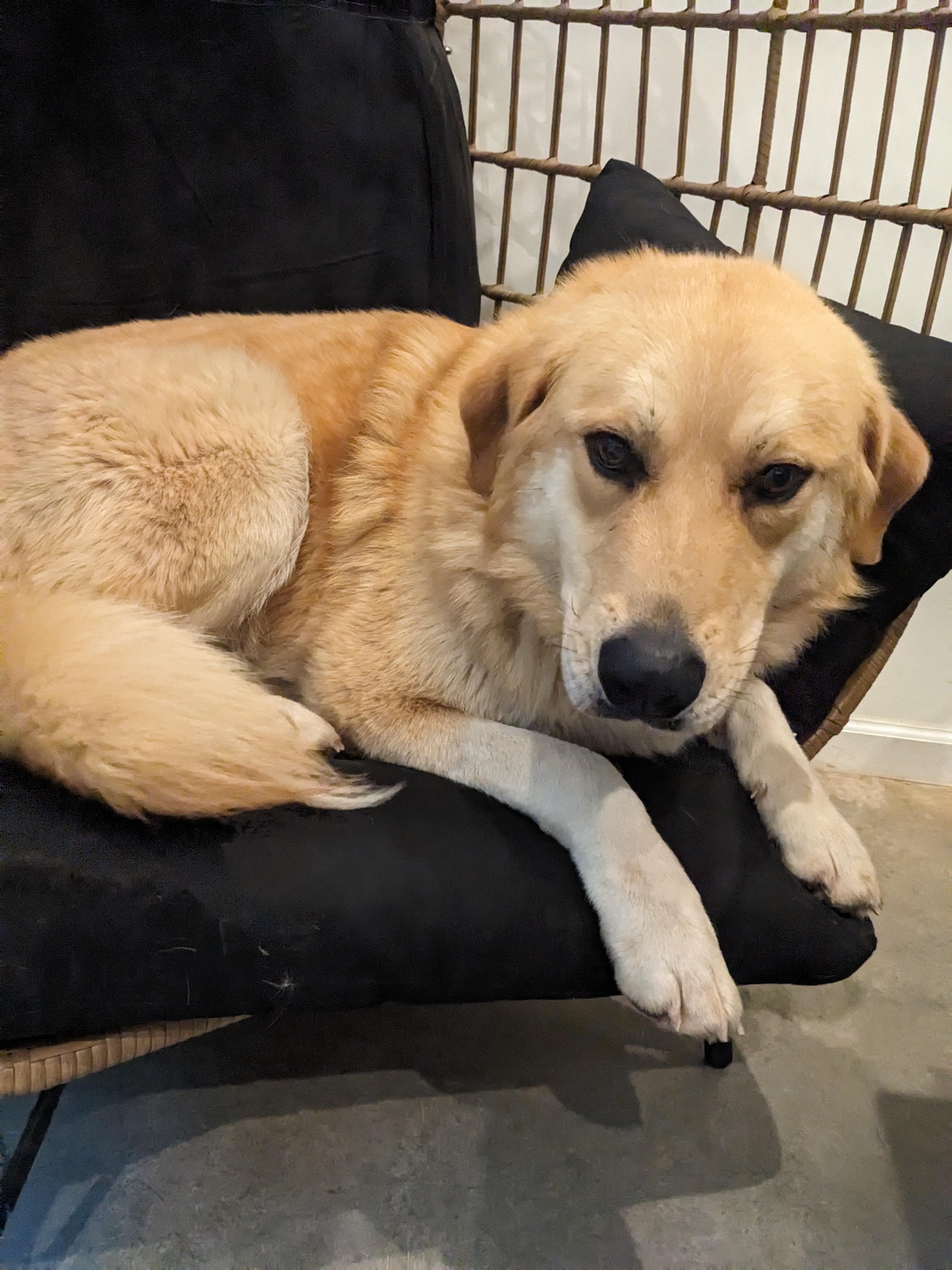 Mary Jane, a Adopted mixed breed in Dowelltown, TN image 1/3