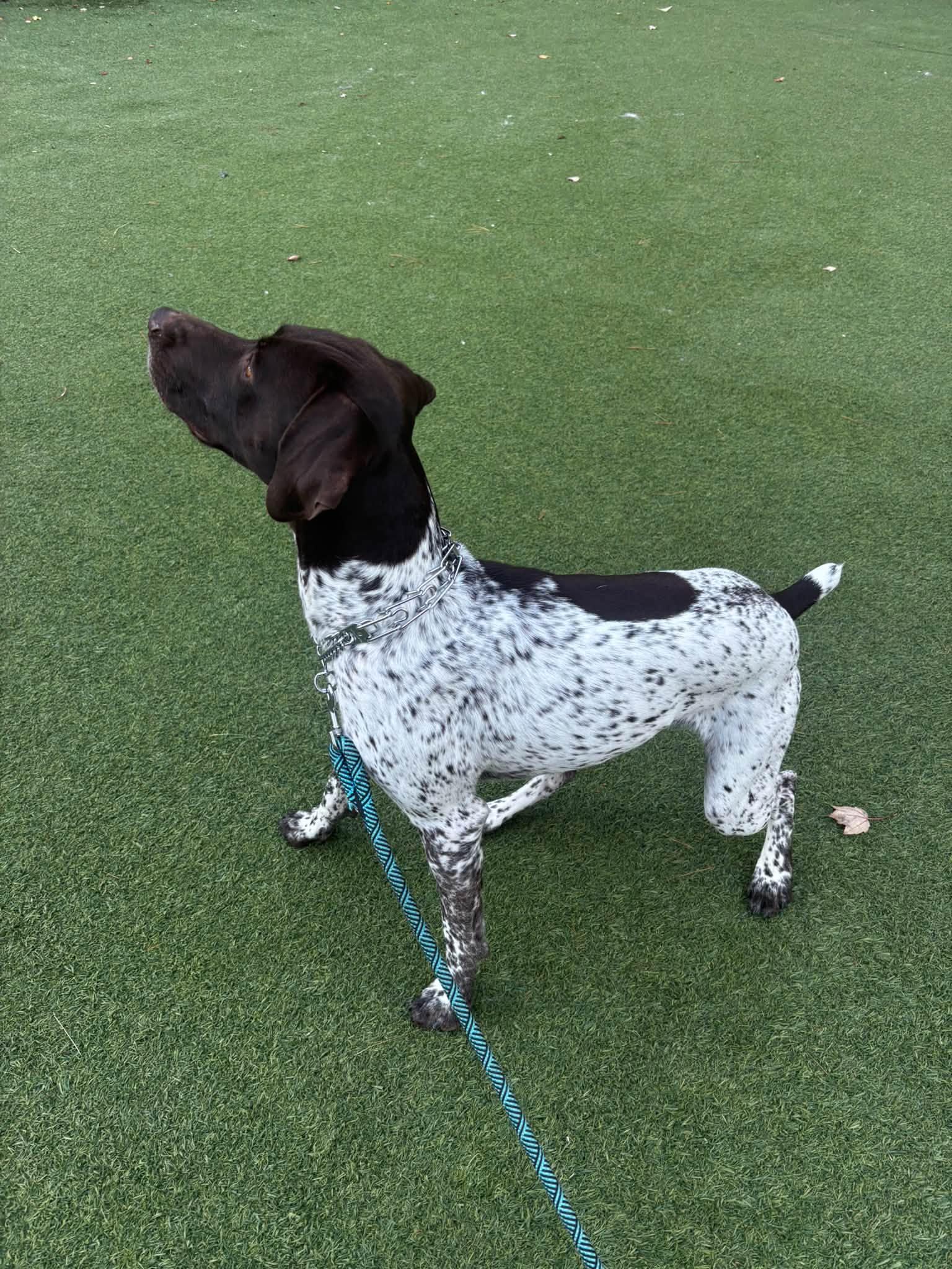 Enlarge Bandit, a Adoptable German Shorthaired Pointer in Tewksbury, MA image 2/6