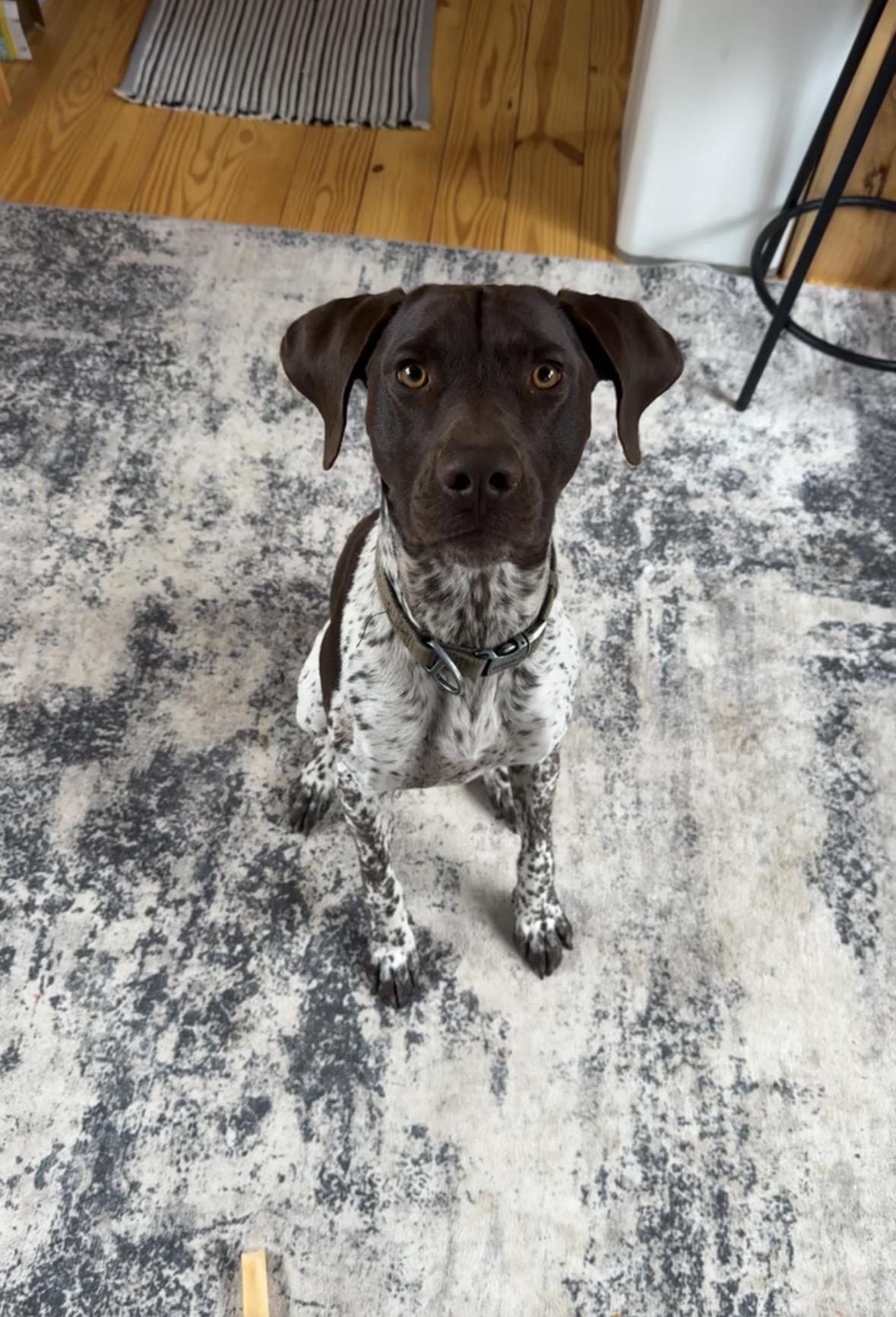 Enlarge Bandit, a Adoptable German Shorthaired Pointer in Tewksbury, MA image 1/1