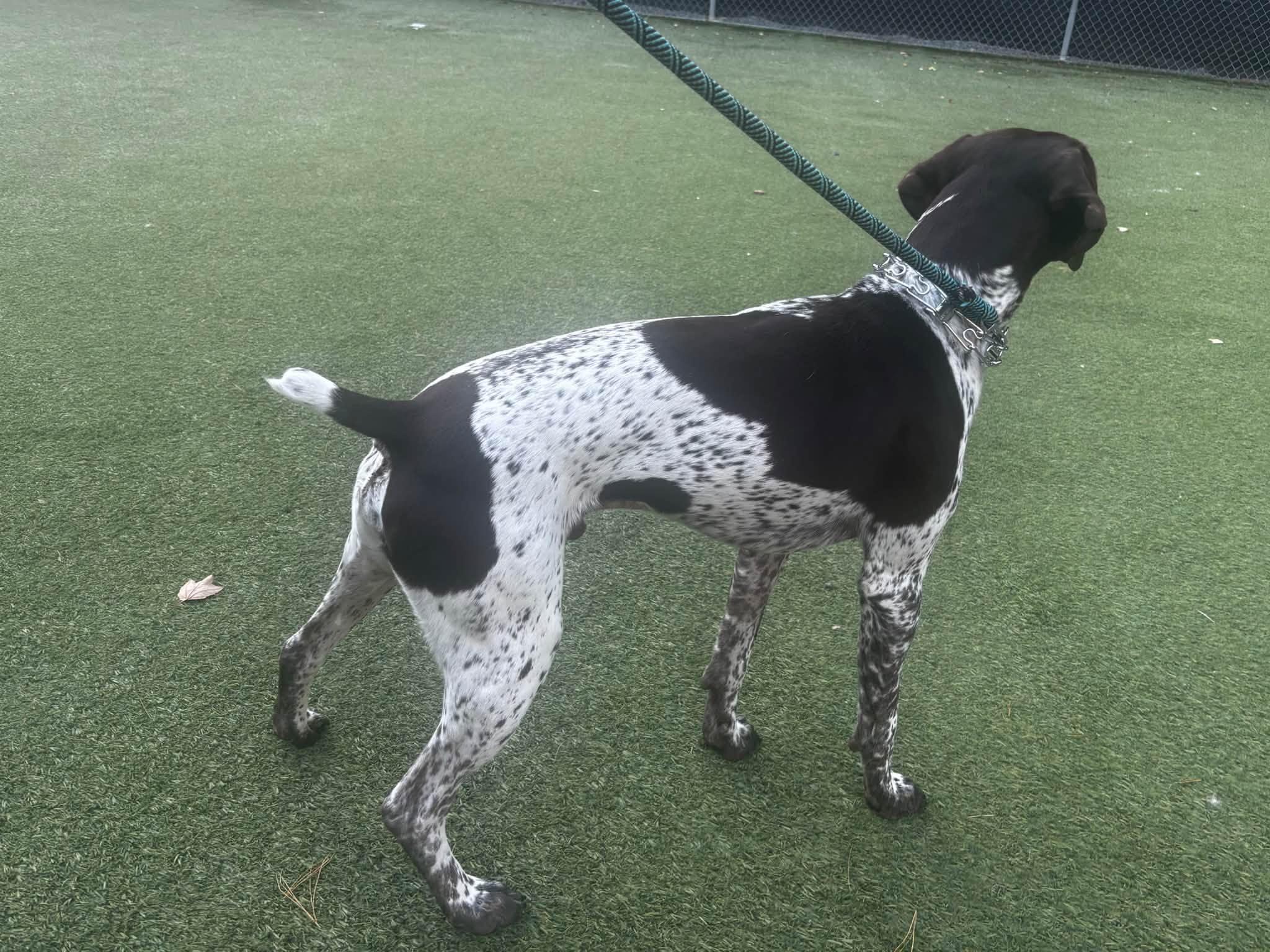 Enlarge Bandit, a Adoptable German Shorthaired Pointer in Tewksbury, MA image 4/6