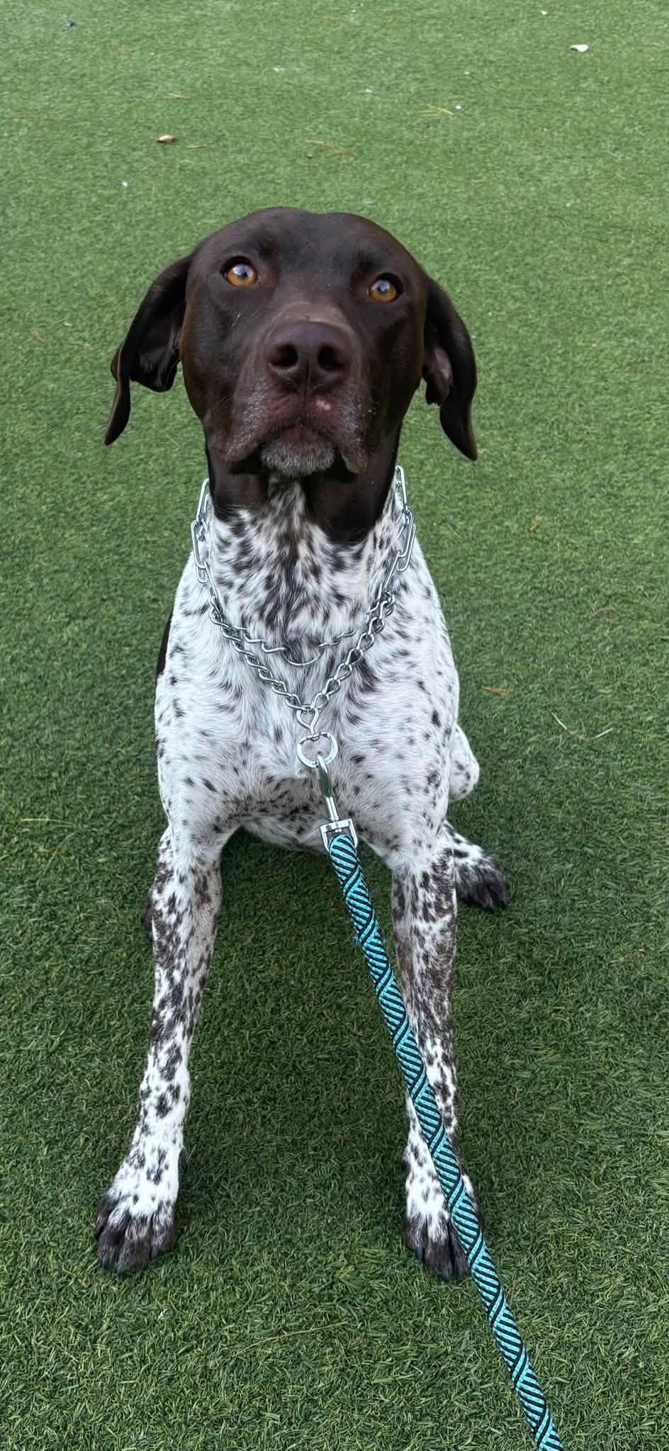 Enlarge Bandit, a Adoptable German Shorthaired Pointer in Tewksbury, MA image 1/6