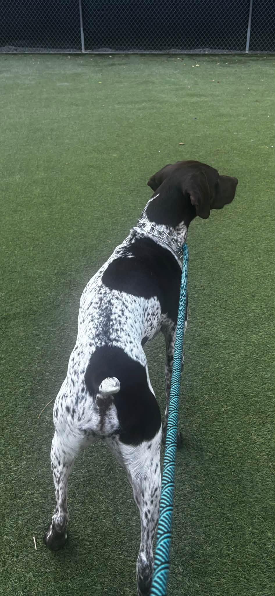 Enlarge Bandit, a Adoptable German Shorthaired Pointer in Tewksbury, MA image 5/6