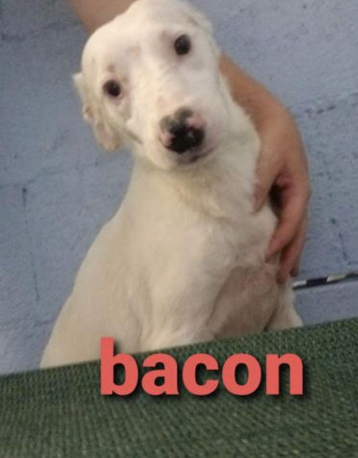 Bacon *, Adoptable, Adult Male Jack Russell Terrier.