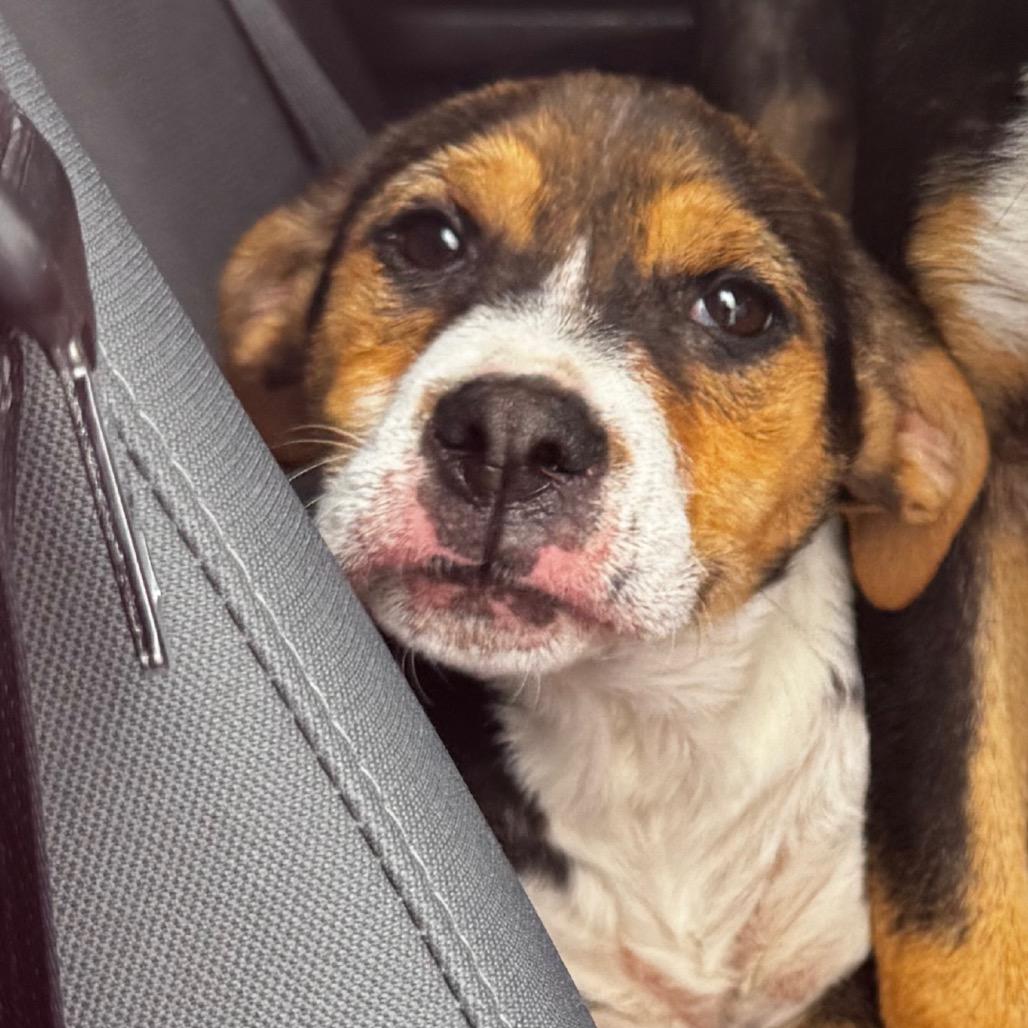 Enlarge Cassie, a Adoptable mixed breed in Clarksdale, MS image 1/6