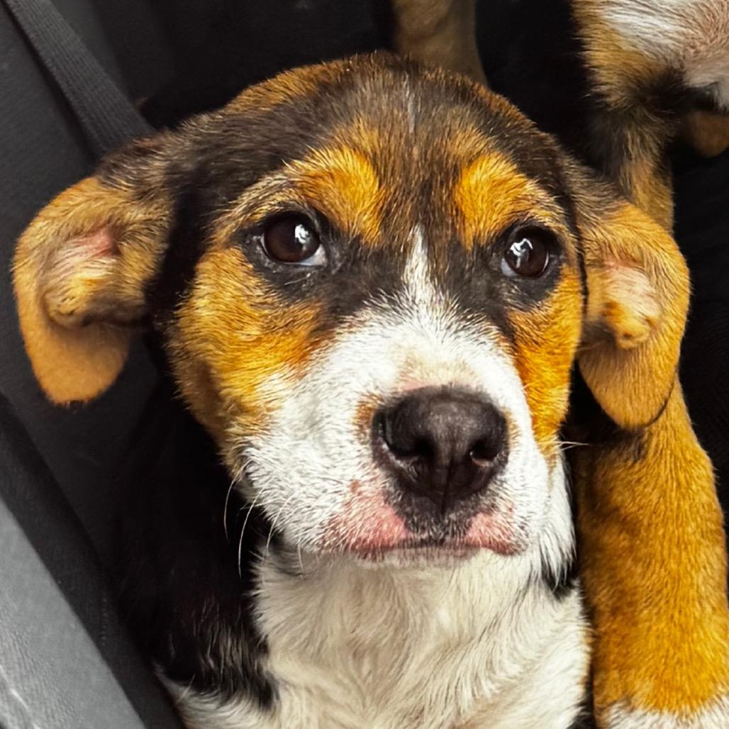 Enlarge Cassie, a Adoptable mixed breed in Clarksdale, MS image 2/6